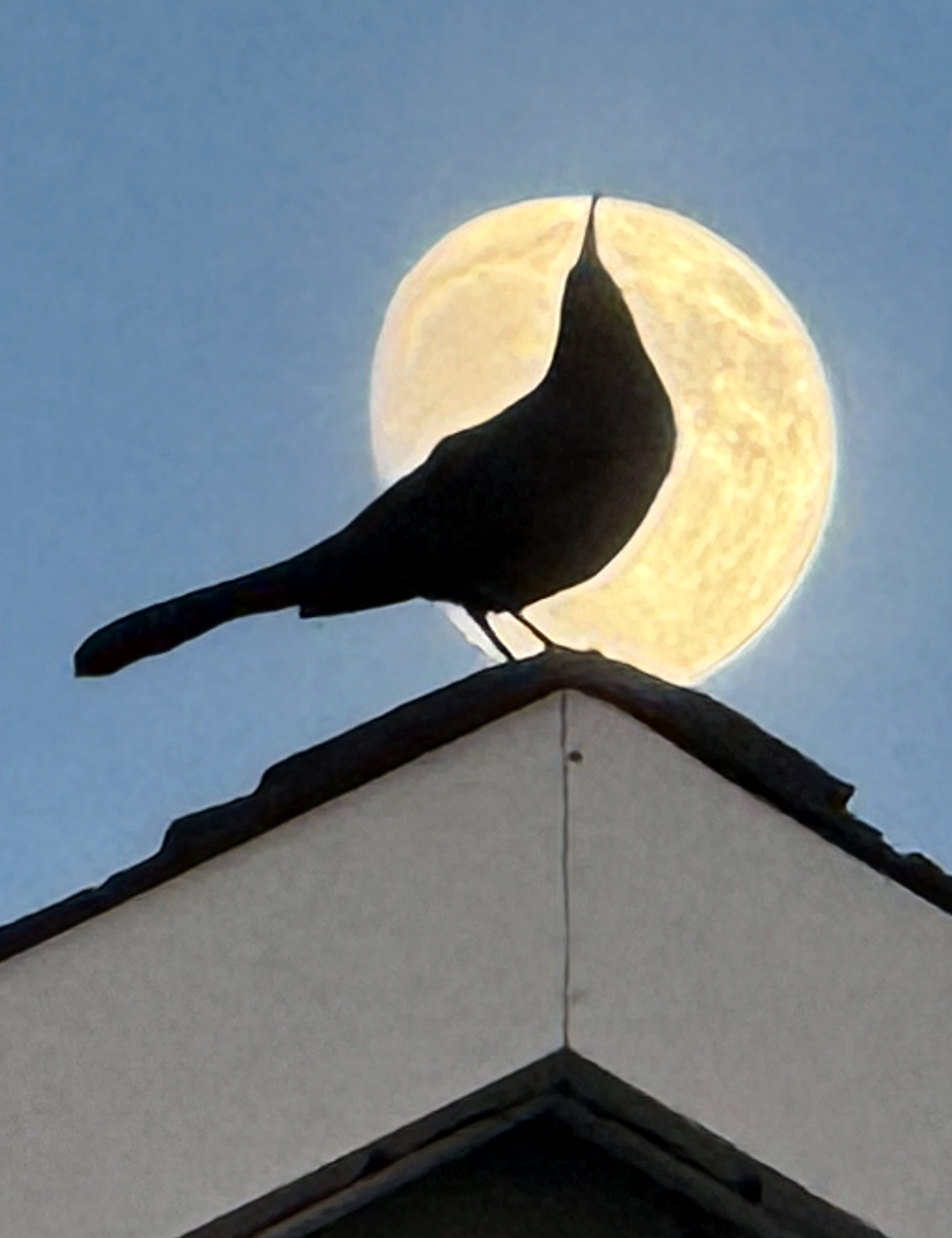 Moon and boat-tailed grackle