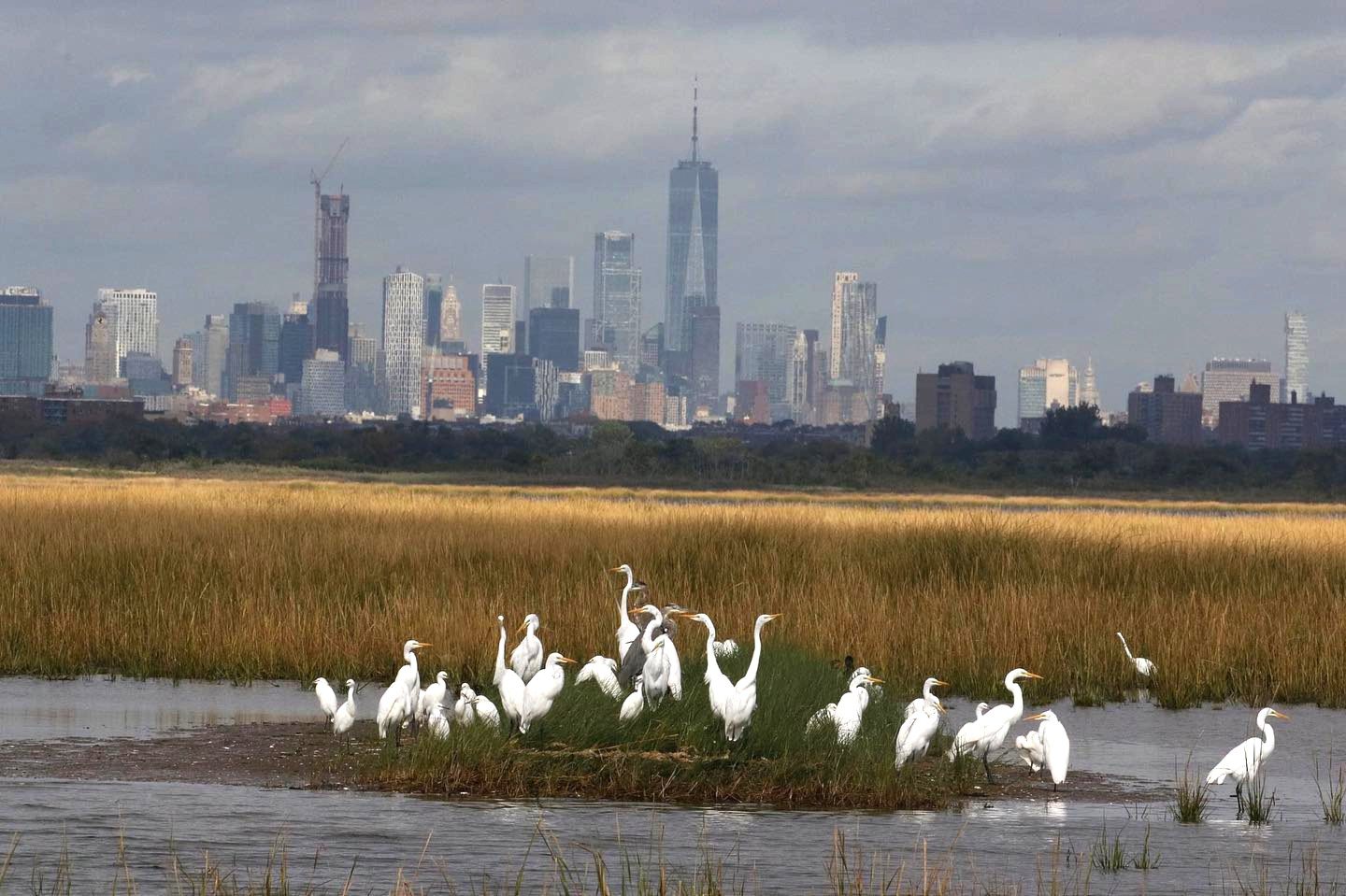 Egret Island and City