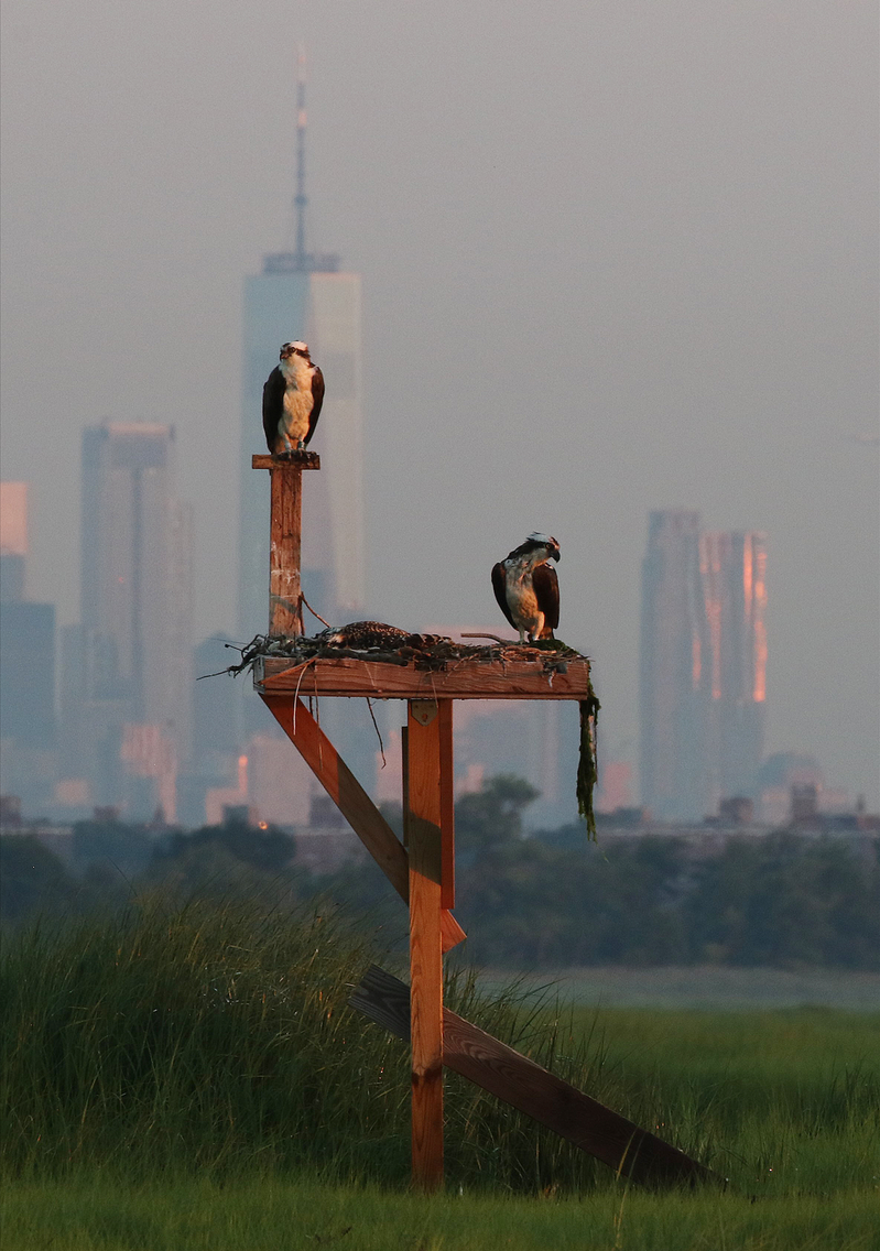 Ospreys and NYC buildings at Dawn. Jamaica Bay, New York.