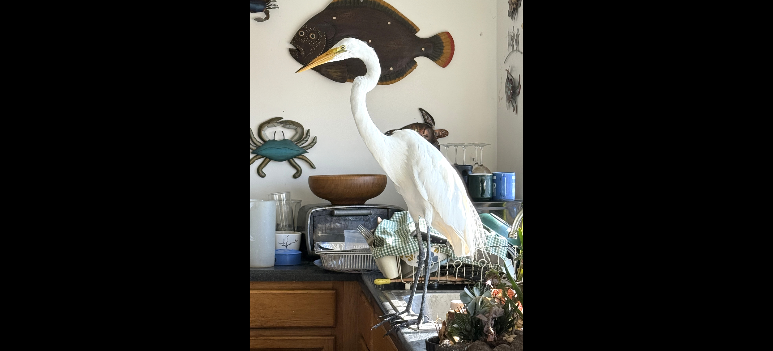 Edgar on sink. July 2025.
