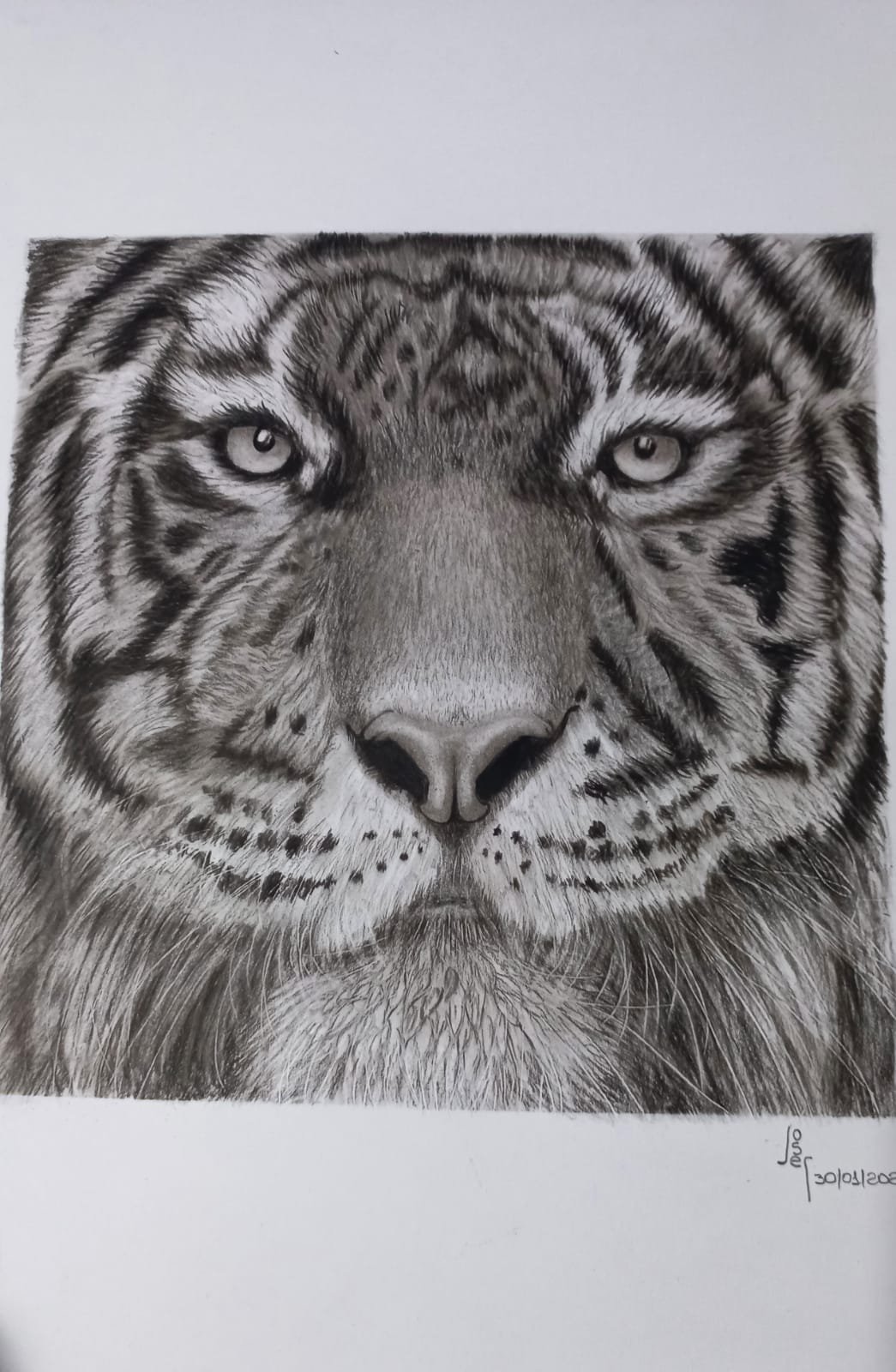 Obra: Tigre