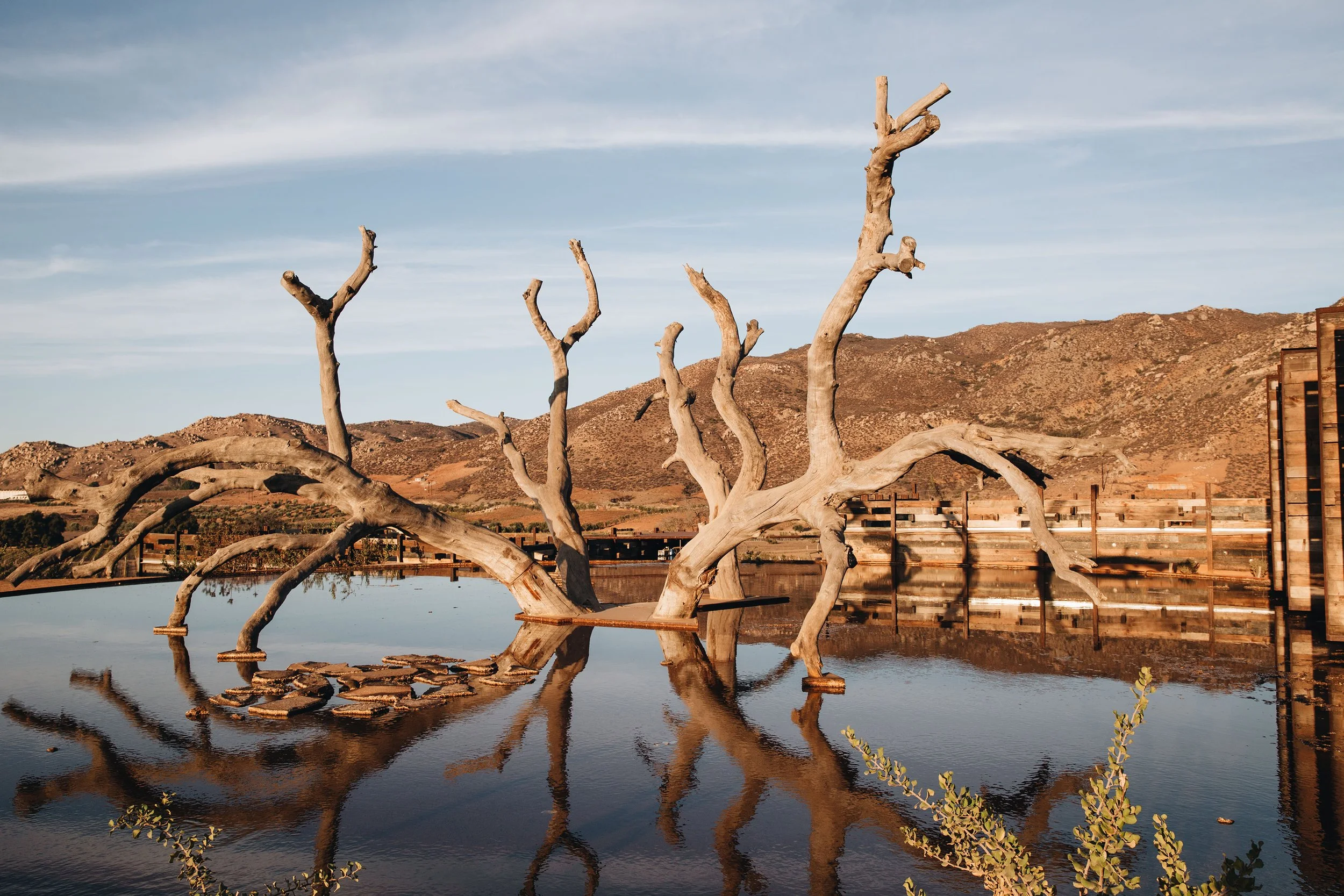 Árbol seco reflejado en agua calma, en un paisaje desértico con montañas y cielo despejado.