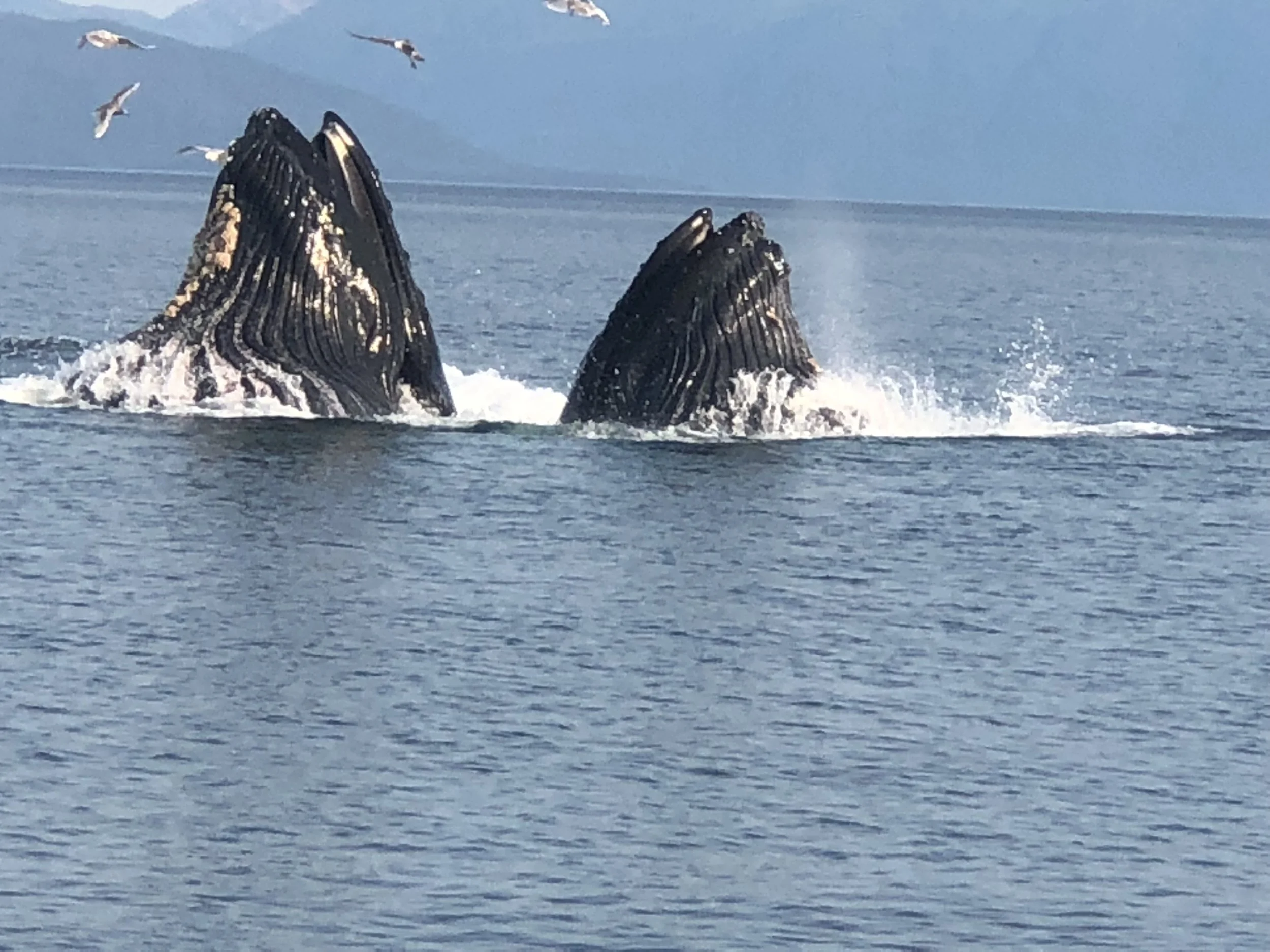 05AD065E-A7EC-4FA0-AB27-07CB9BDEDB46_L0_001.jpeg