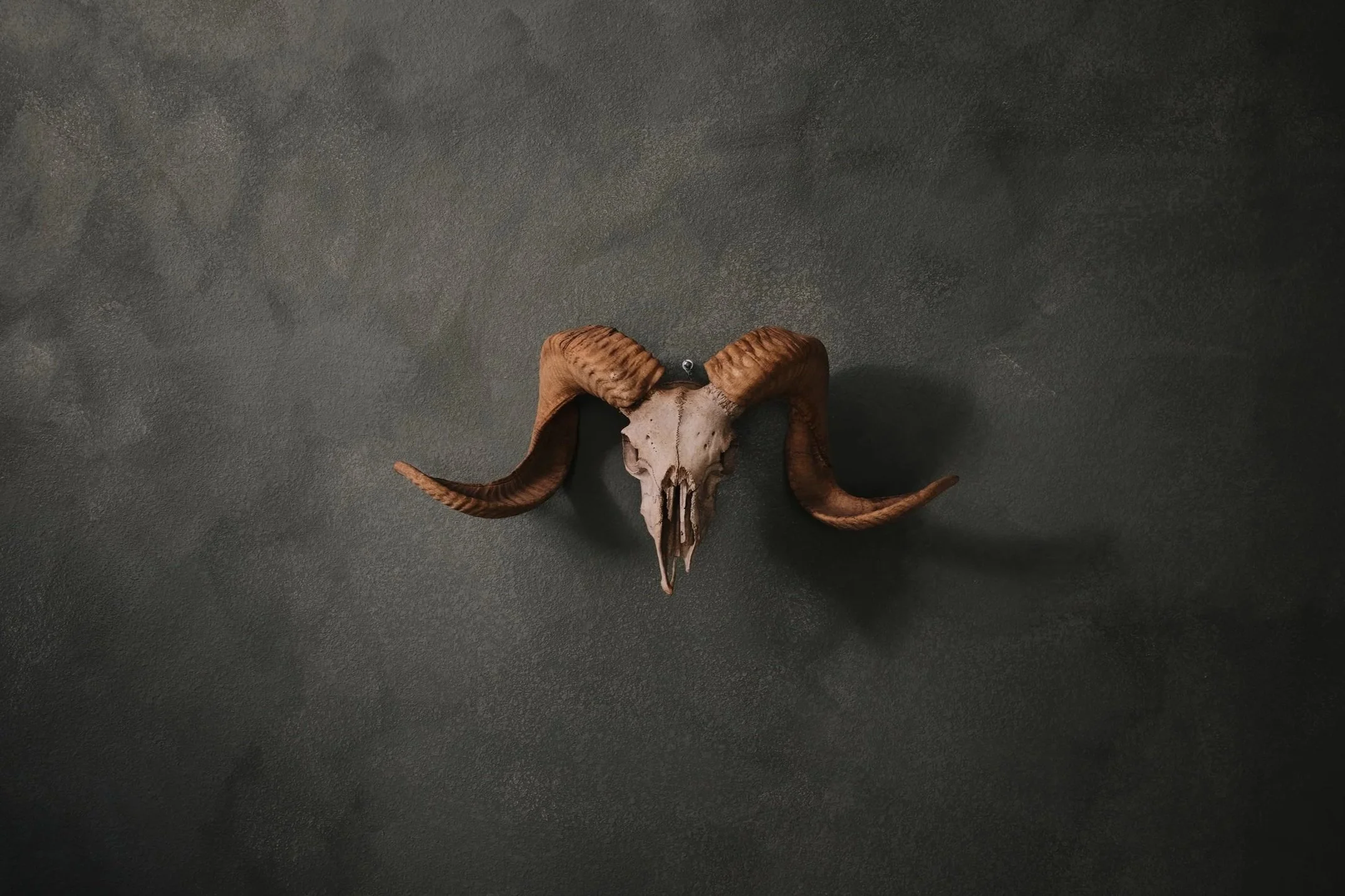 mesa+house+skull.jpg