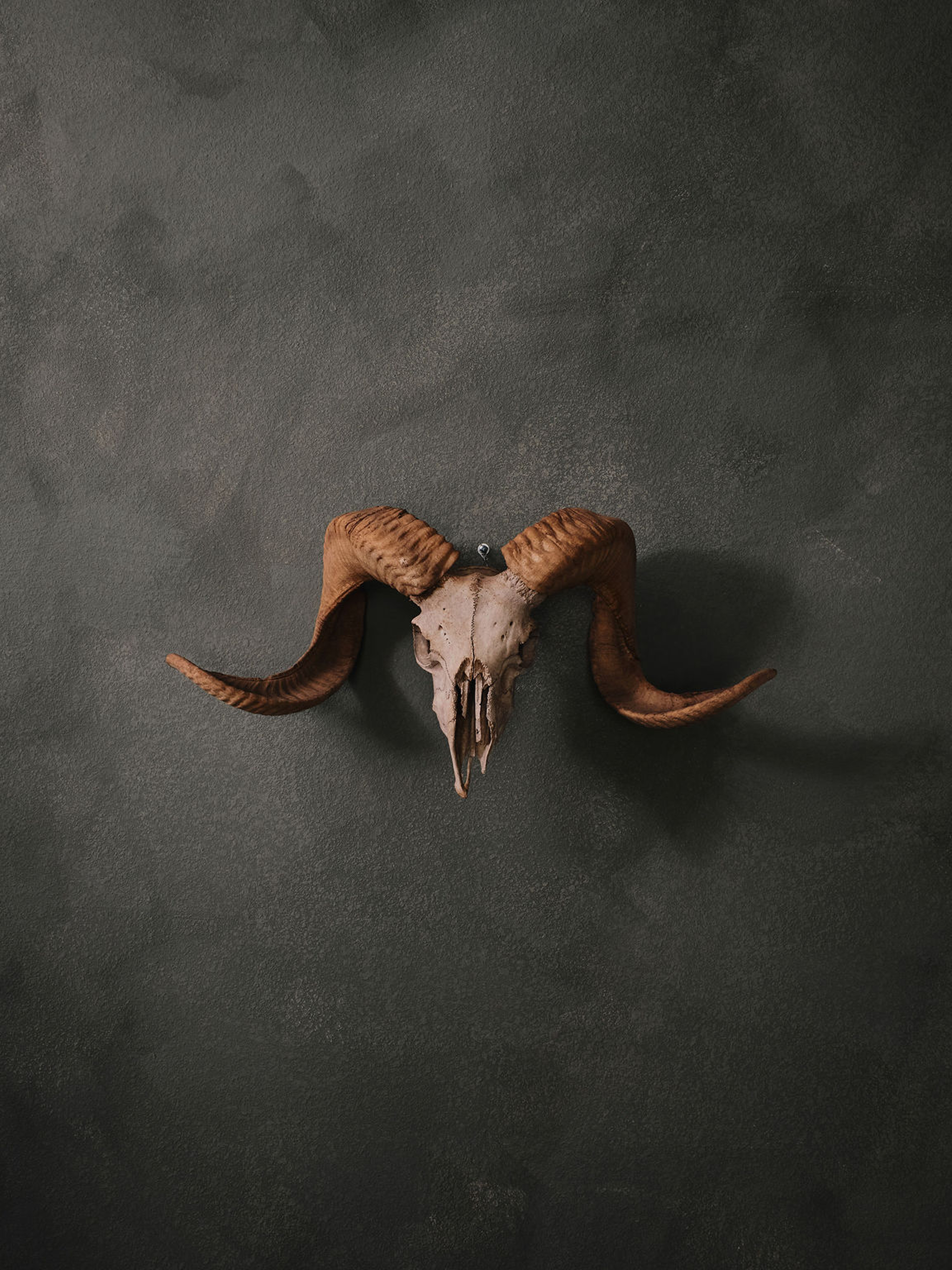 A cow skull with large, curved horns on a dark textured background.