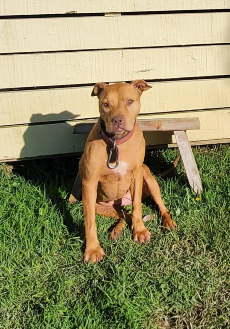 Auckland Pet Cremation