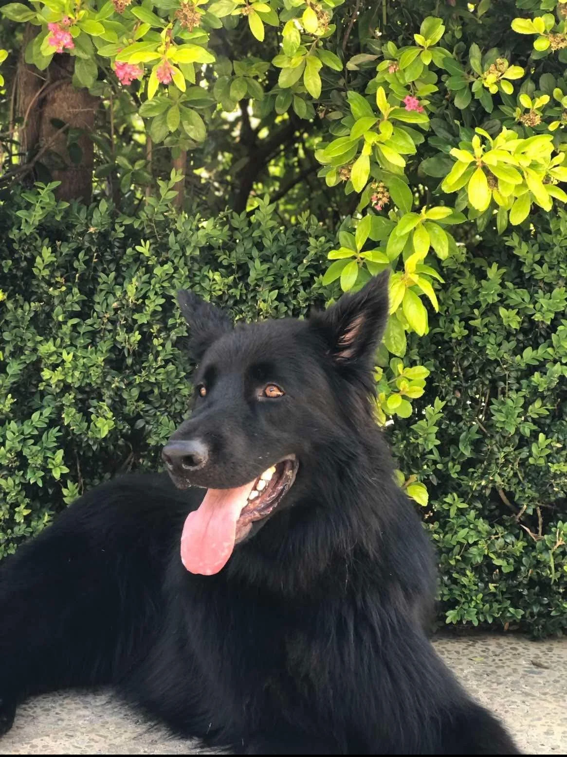 Auckland Pet Cremation