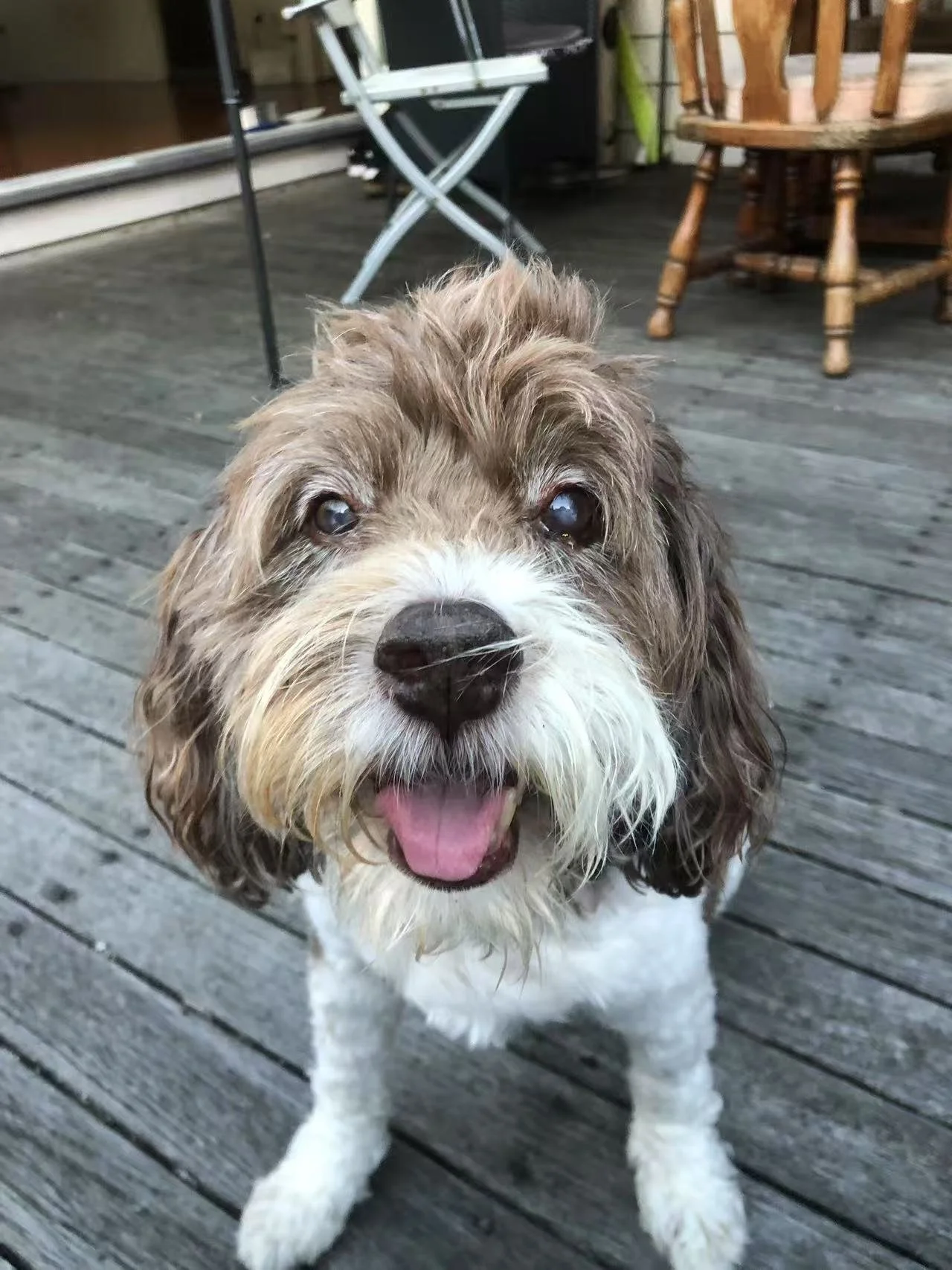 Auckland Pet Cremation