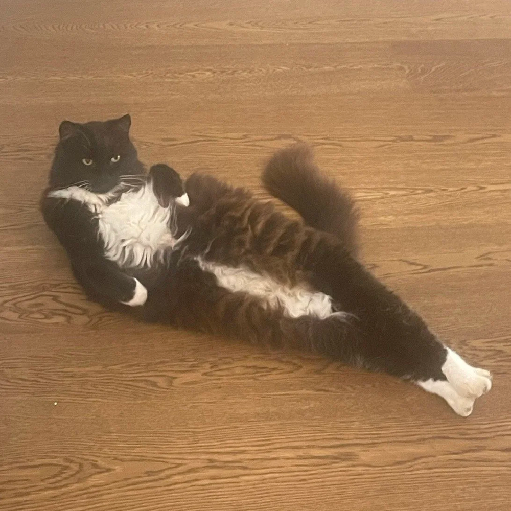 Auckland Pet Cremation