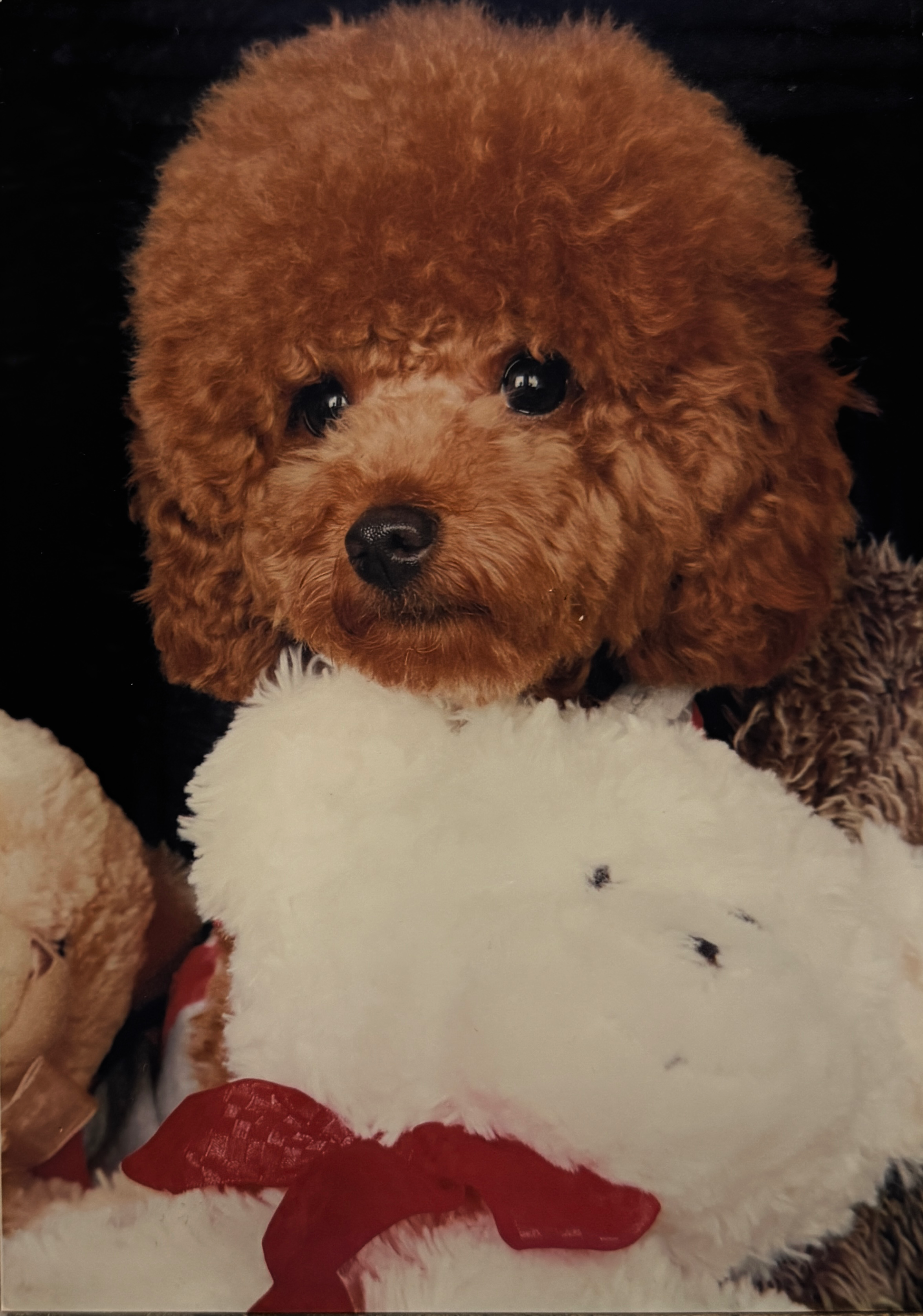 Auckland Pet Cremation