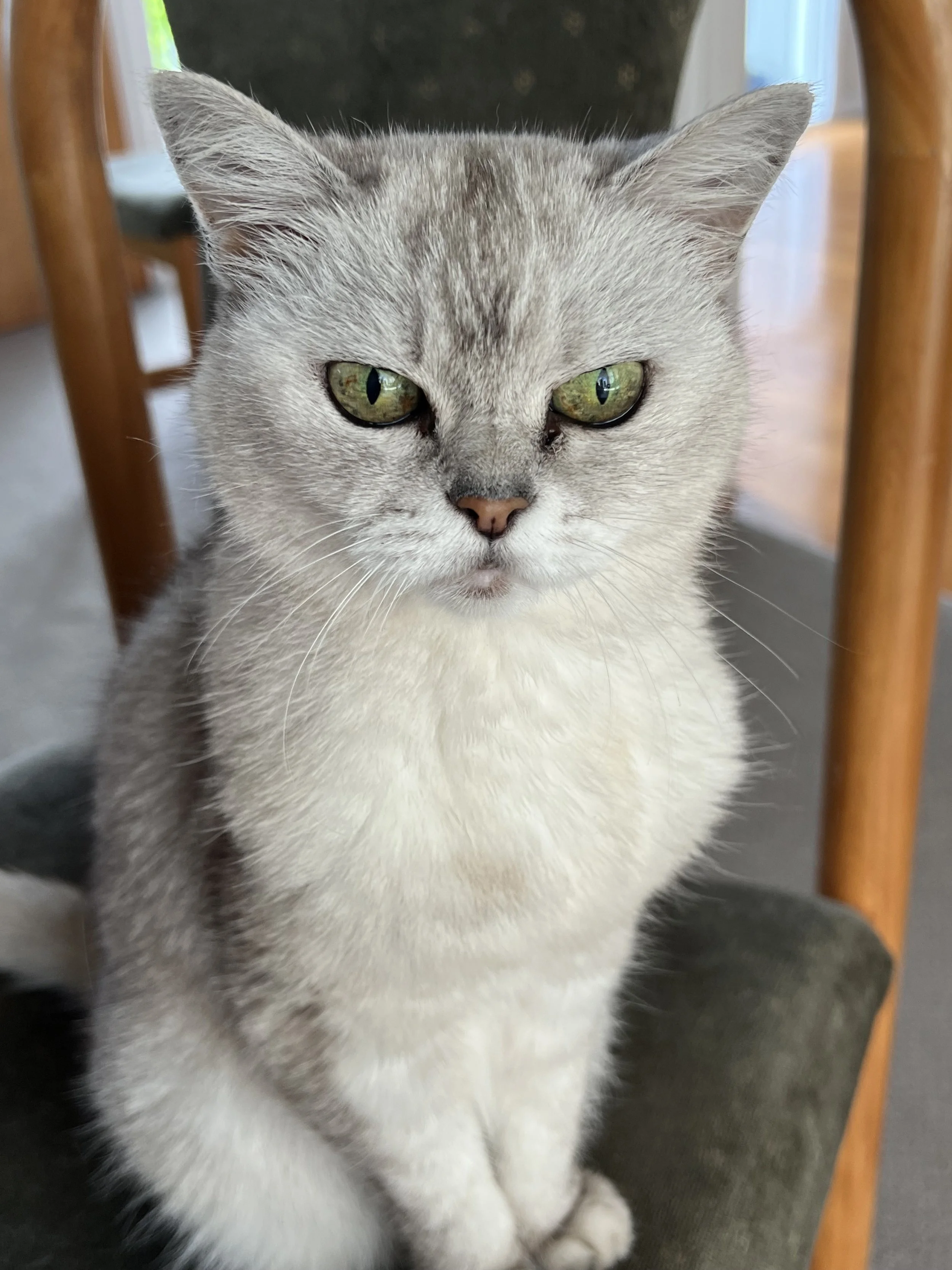 Auckland Pet Cremation