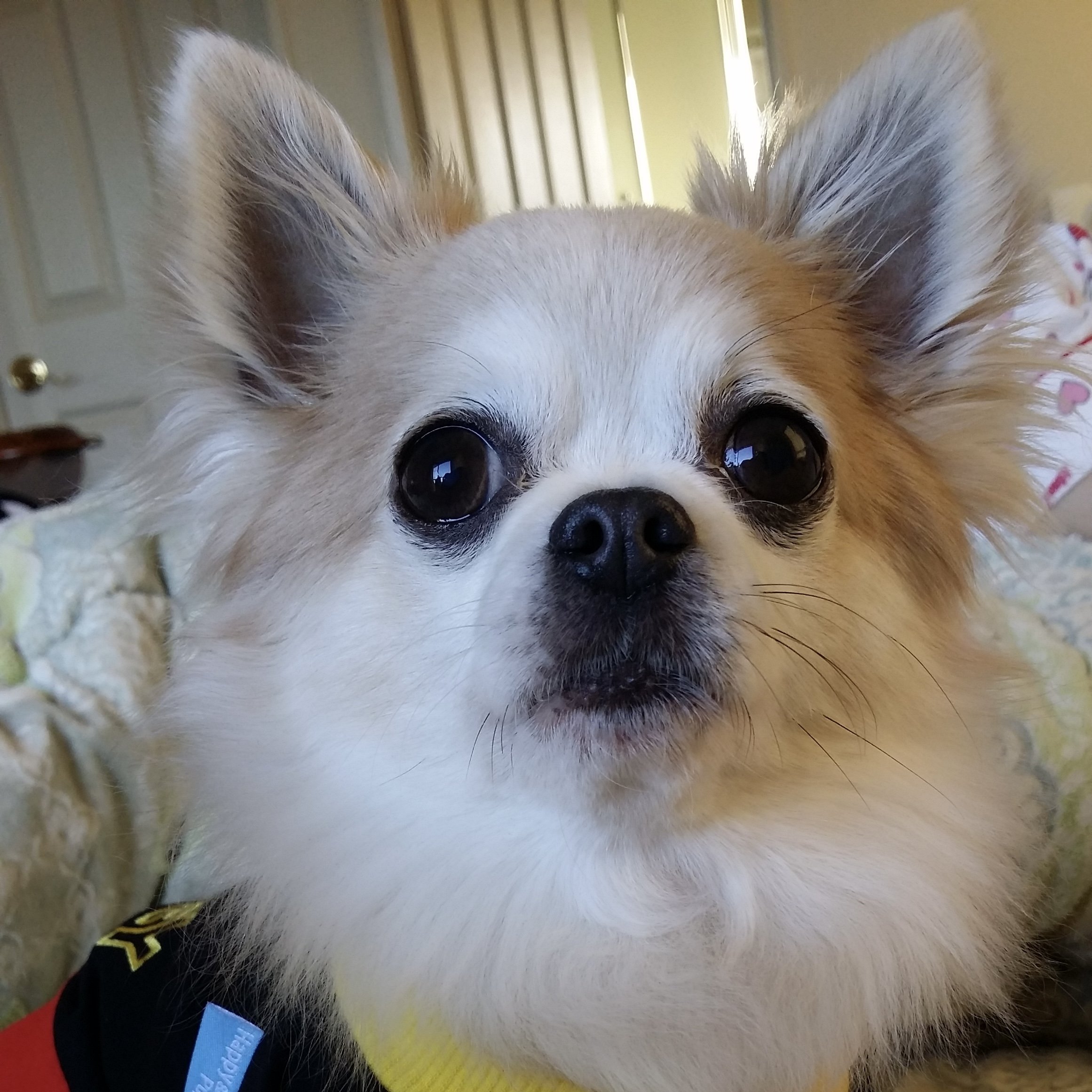 Auckland Pet Cremation