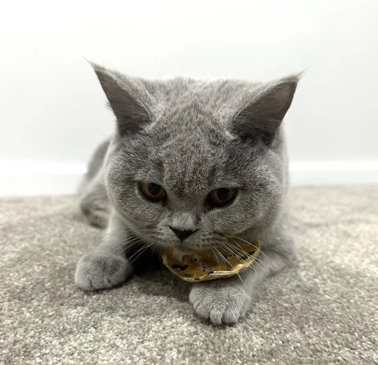 Auckland Pet Cremation