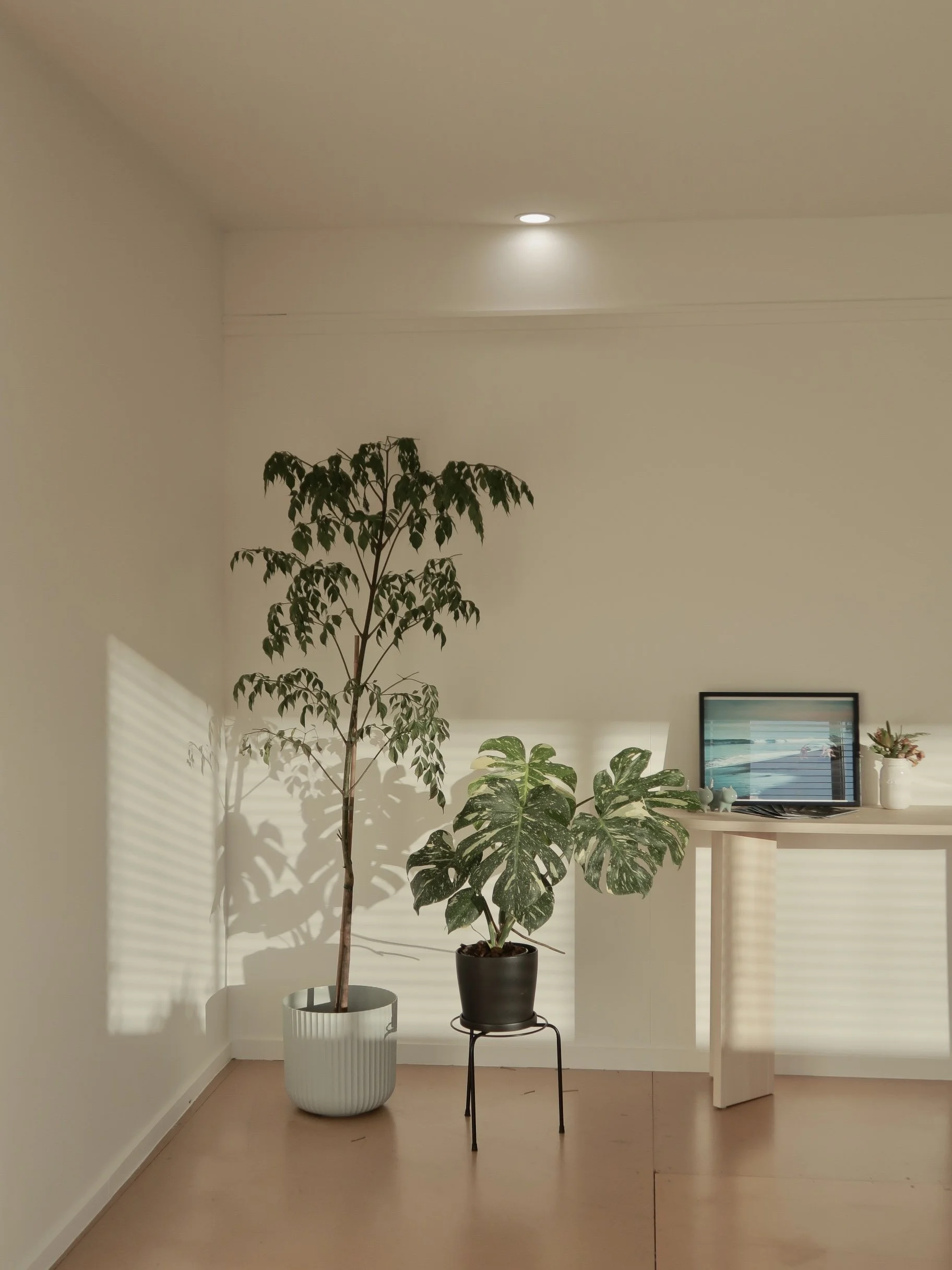 Interior with two potted houseplants, one tall and slender, the other broad-leafed, next to a white desk with a framed photo, small vases, and a plant in a white pot, with sunlight casting striped shadows on the wall.