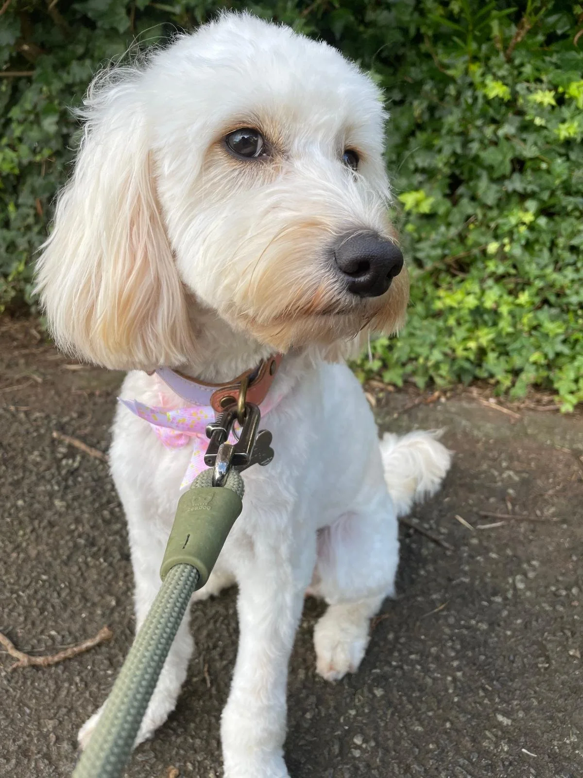 Auckland Pet Cremation