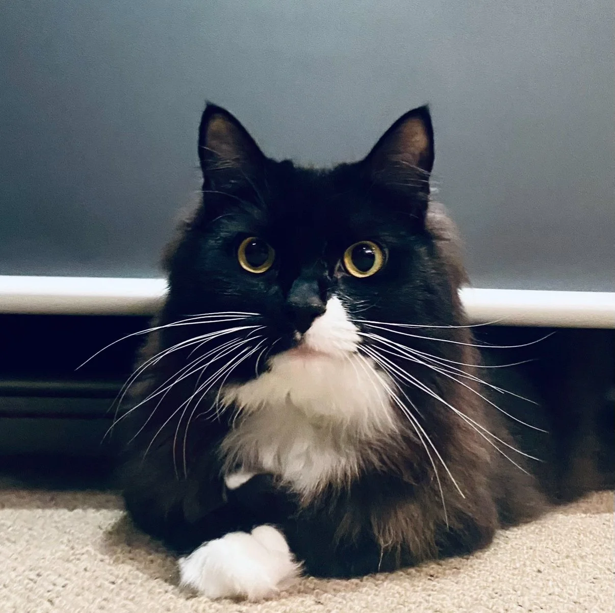 Auckland Pet Cremation