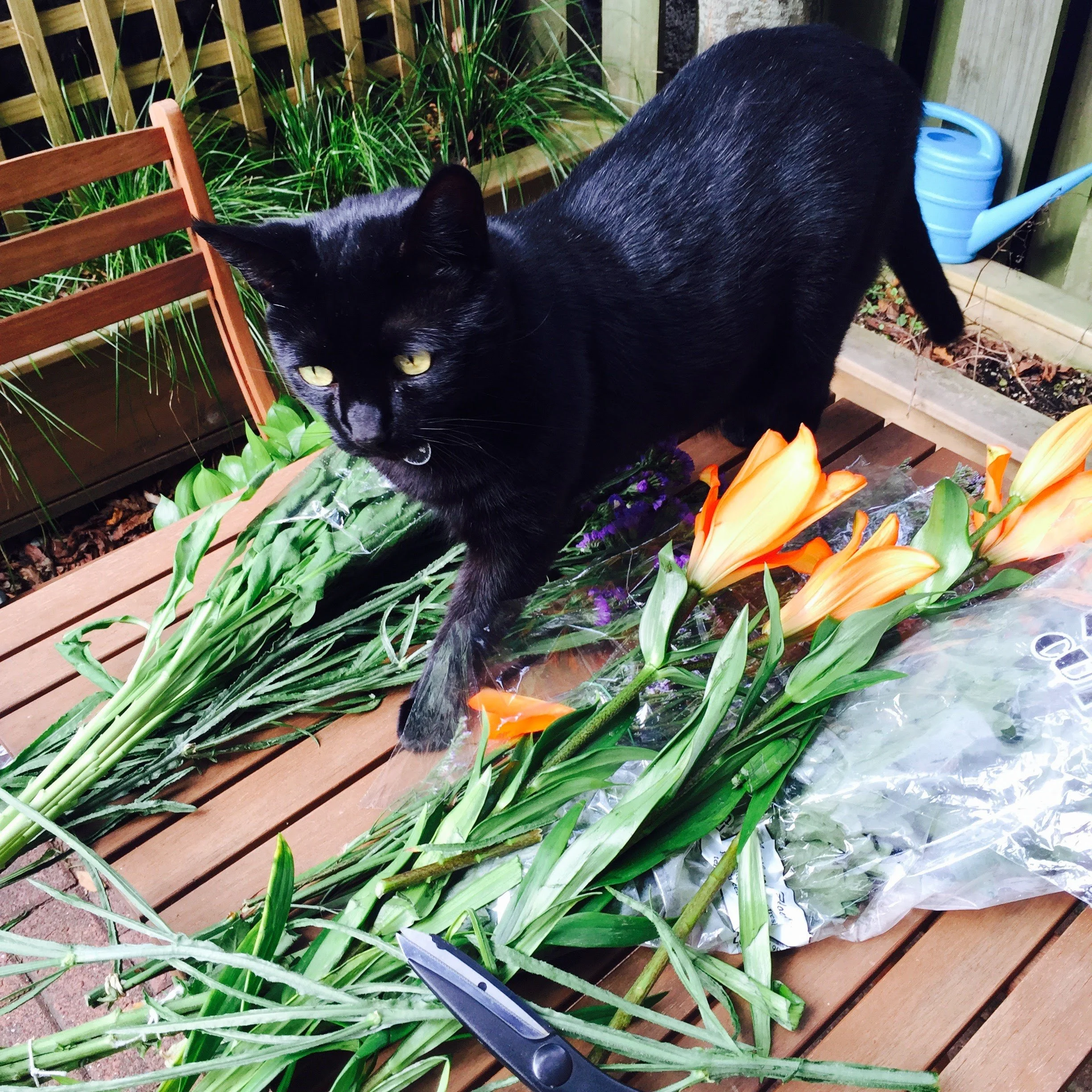 Reviewer photo of Aishia H.