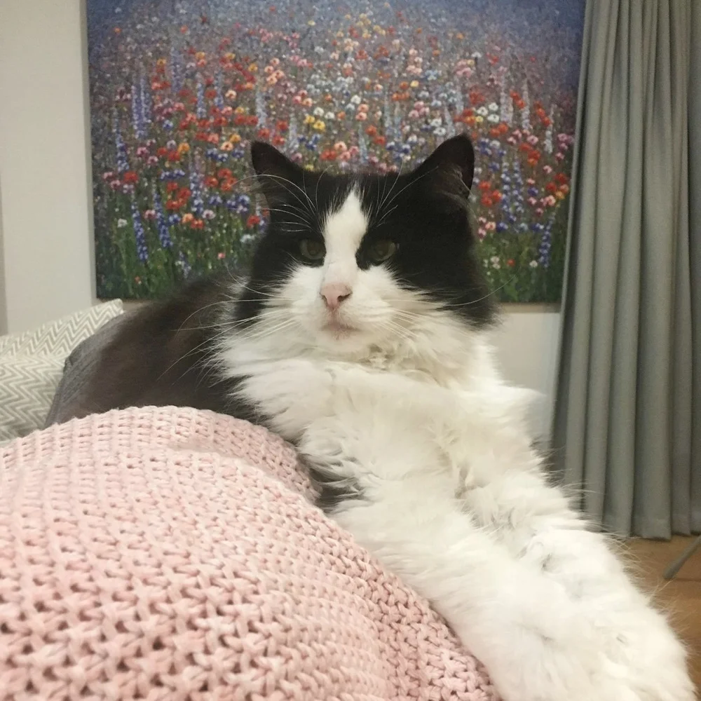 Auckland Pet Cremation