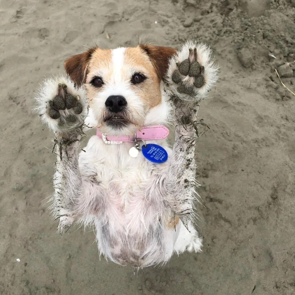 Auckland Pet Cremation