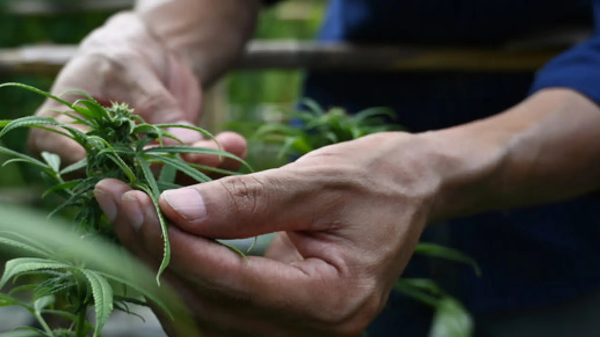 Best CBD Products in Flower Mound: What Locals Should Know Before Buying