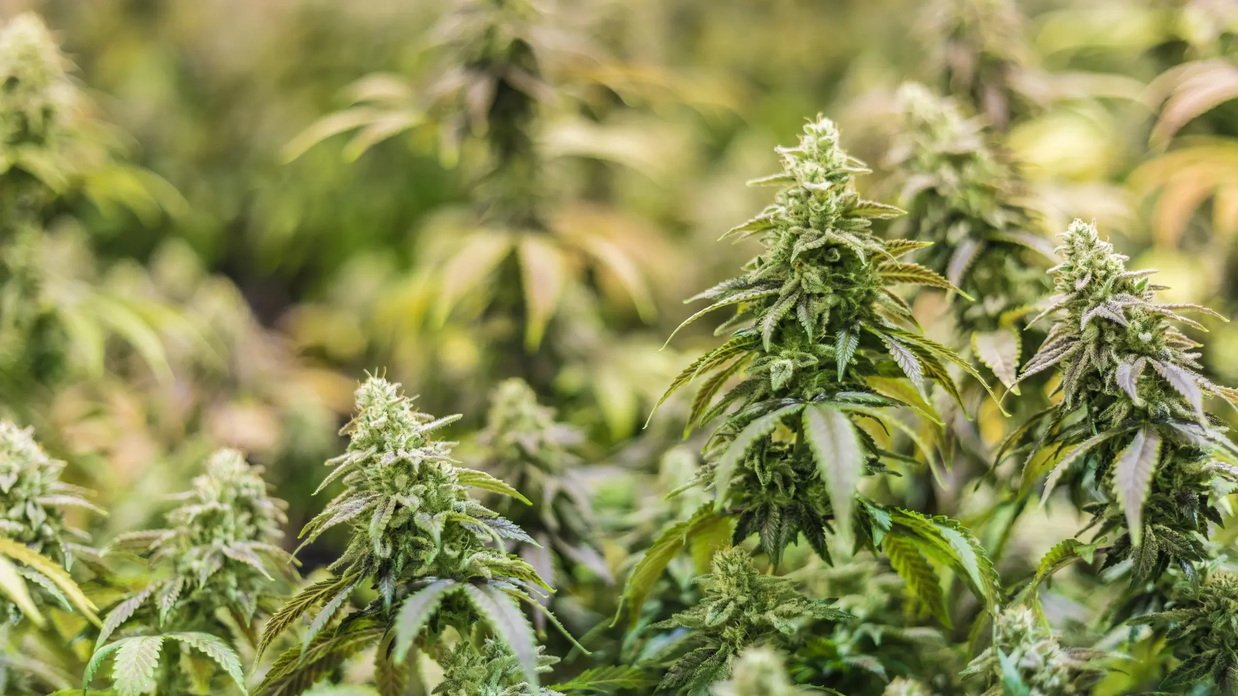 CBD Sleep Products Compared: Oils, Gummies, and Capsules