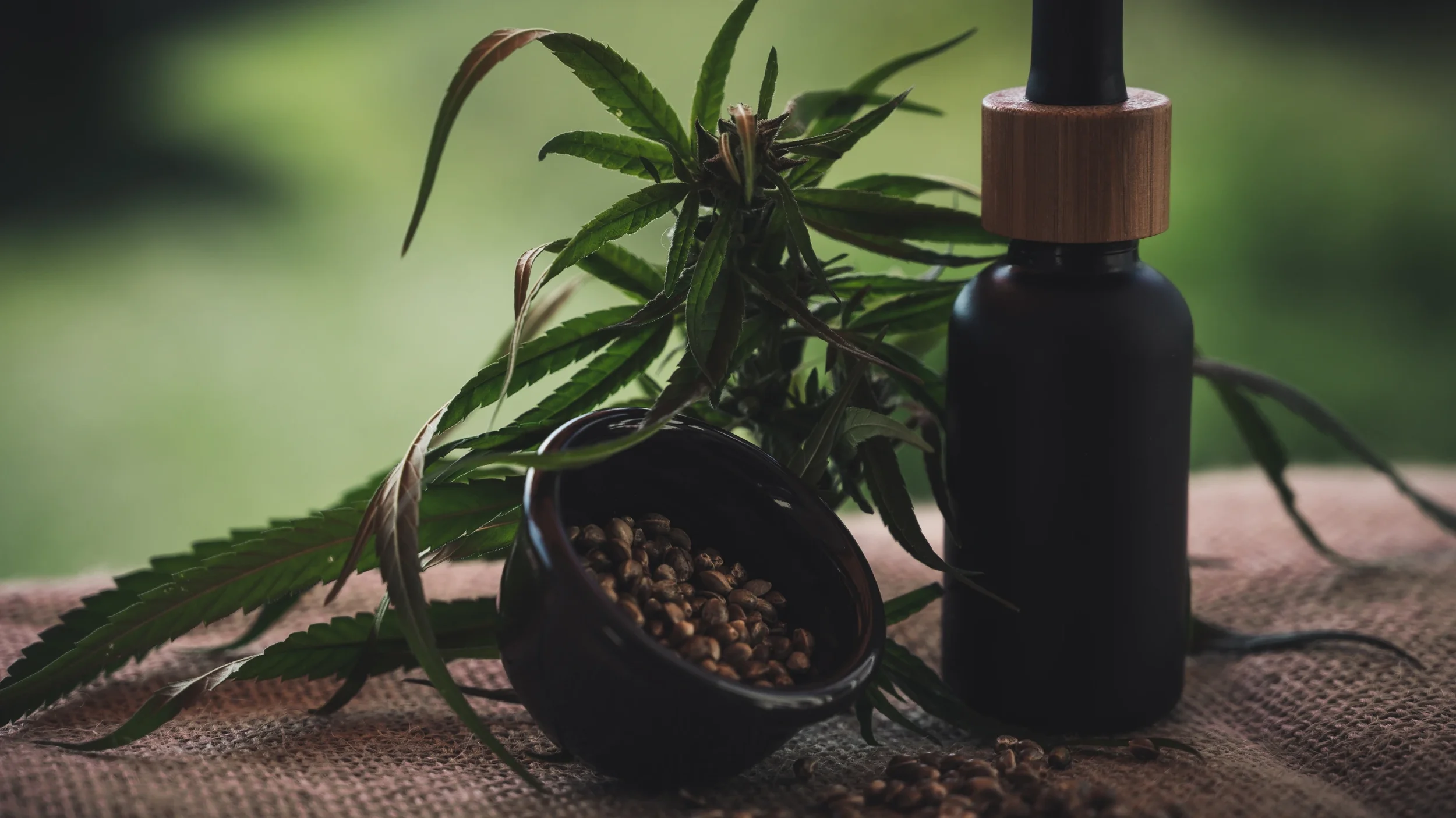 CBD Gummies vs CBD Oil: What's the Difference and Which One Is Right for You?