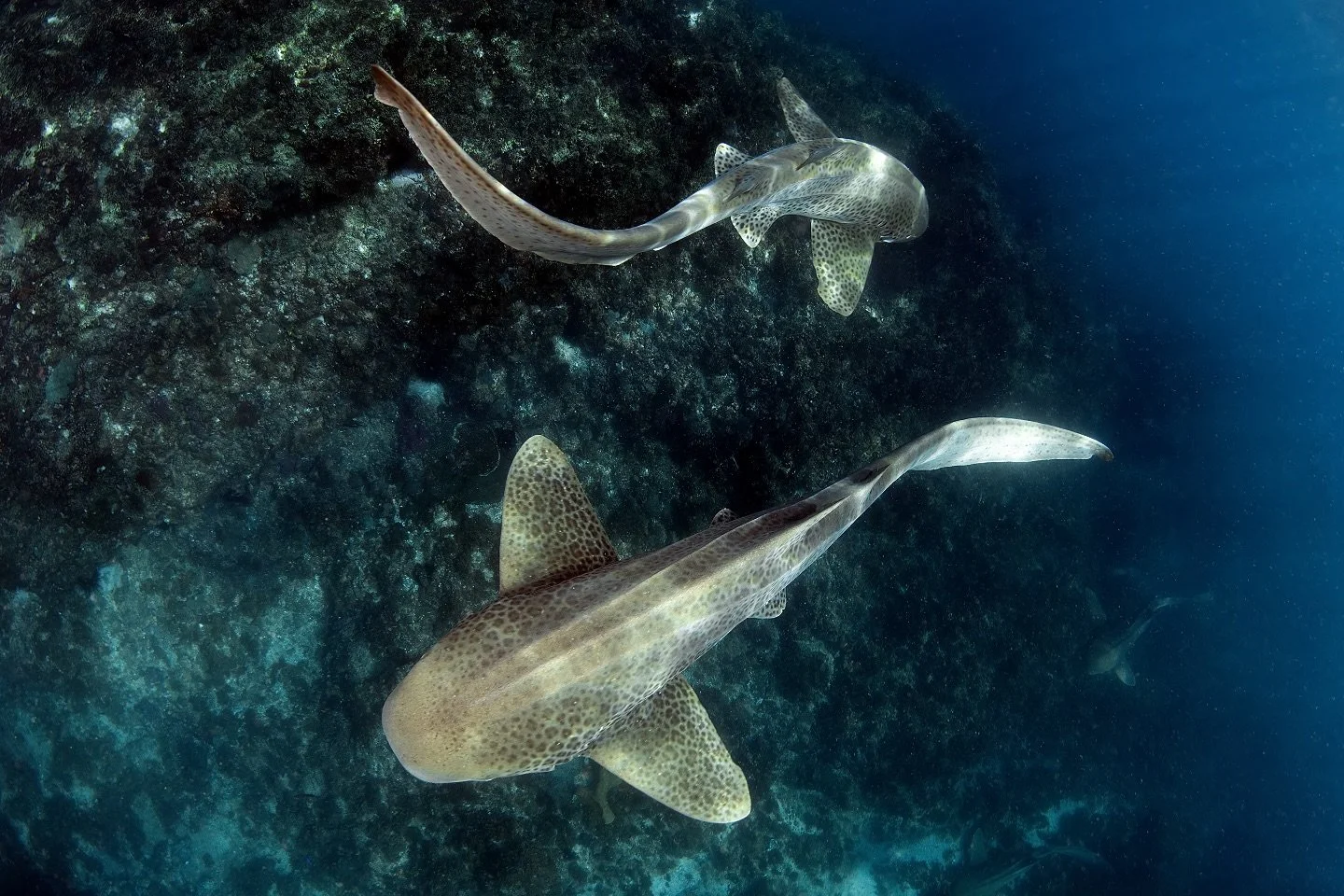 What a day! 
DIVE REPORT 21.03.25 
Ocean magic at its finest! ✨ With 15m visibility and a toasty 25°C, we spotted Mantas, Leopard Sharks, Eagle Rays, Loggerhead, Hawksbill & Green Turtles, Barracuda, Numb Rays, and so much more! 
Who&rsquo
