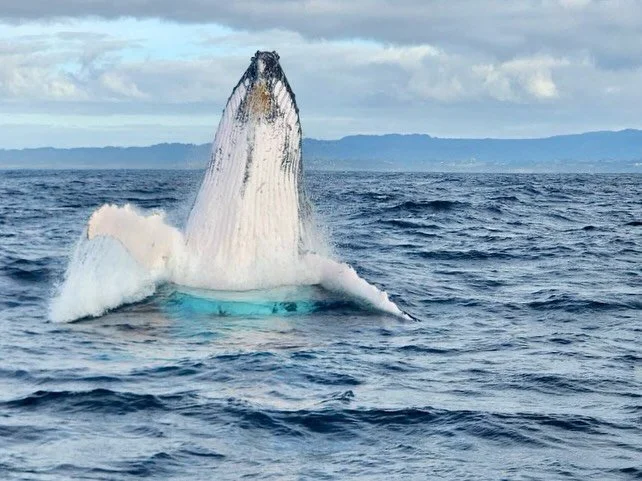 Spectacular encounters this morning! So many friendly whales out there! Here are a few snaps from the mobile&hellip;
We&rsquo;re fully booked for the next couple of days, but there are still spots available for the weekend. Give us a call on 18008581