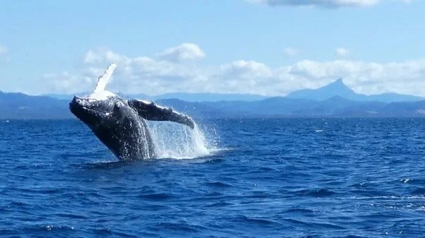 Two fantastic whale watching trips yesterday Monday 22nd!
We have a big front moving through over the next few days, so all tours are cancelled for Wed 24th and Thu 25th, but hopefully all is going ahead as scheduled from Friday 26th. 
Give us a call