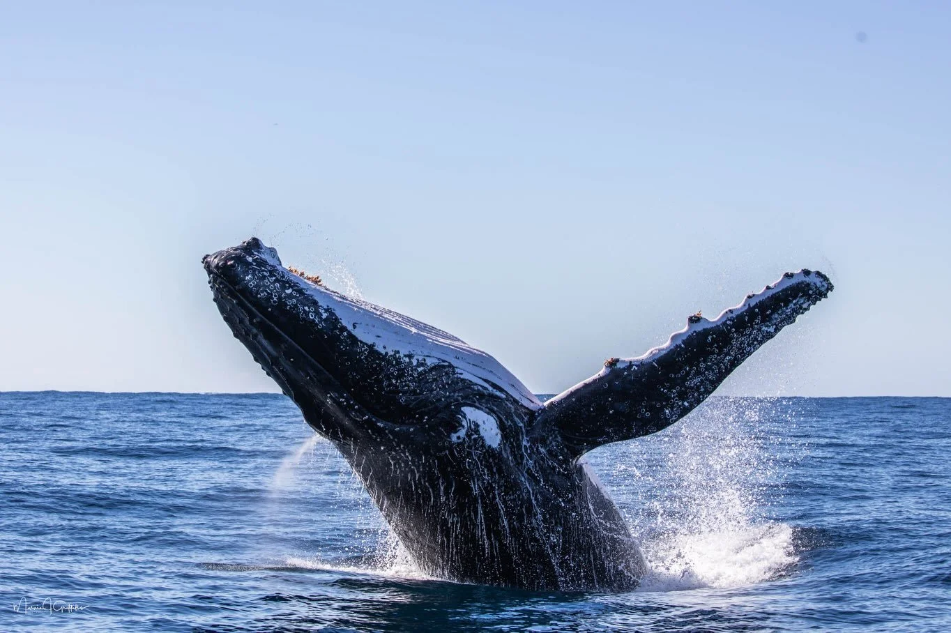 We had a stunning day on the water today. Most of the whales are still travelling north, but the southern migration has already begun and we&rsquo;ve been seeing plenty of humpbacks going both ways.
We&rsquo;ve got a few more days of great sea condit