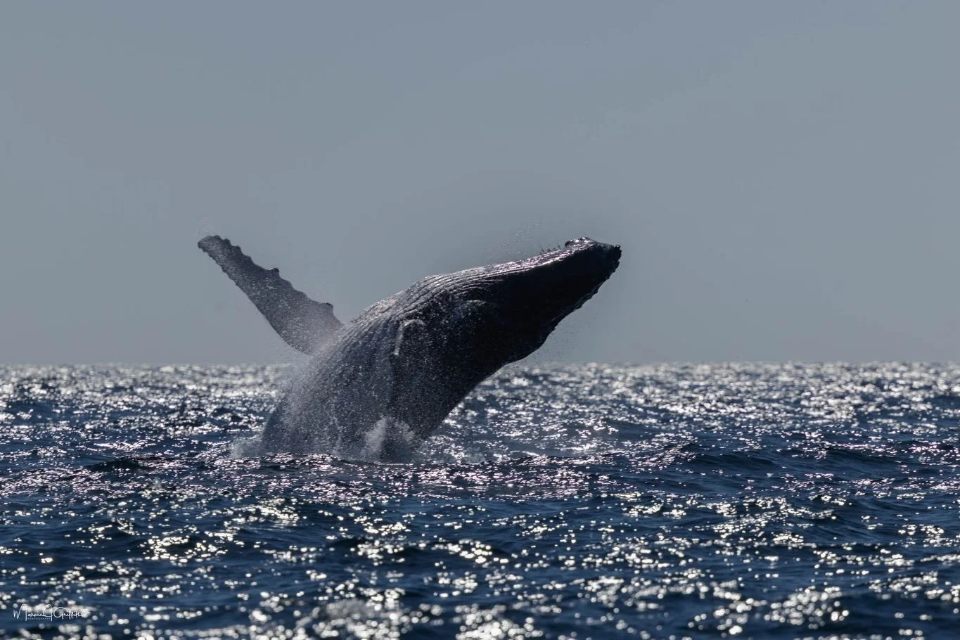 What a way to wrap up Father&rsquo;s Day! 🌊🐋
The whales definitely got the memo today, putting on an absolute show for everyone on board our tours. We had a blast out there!