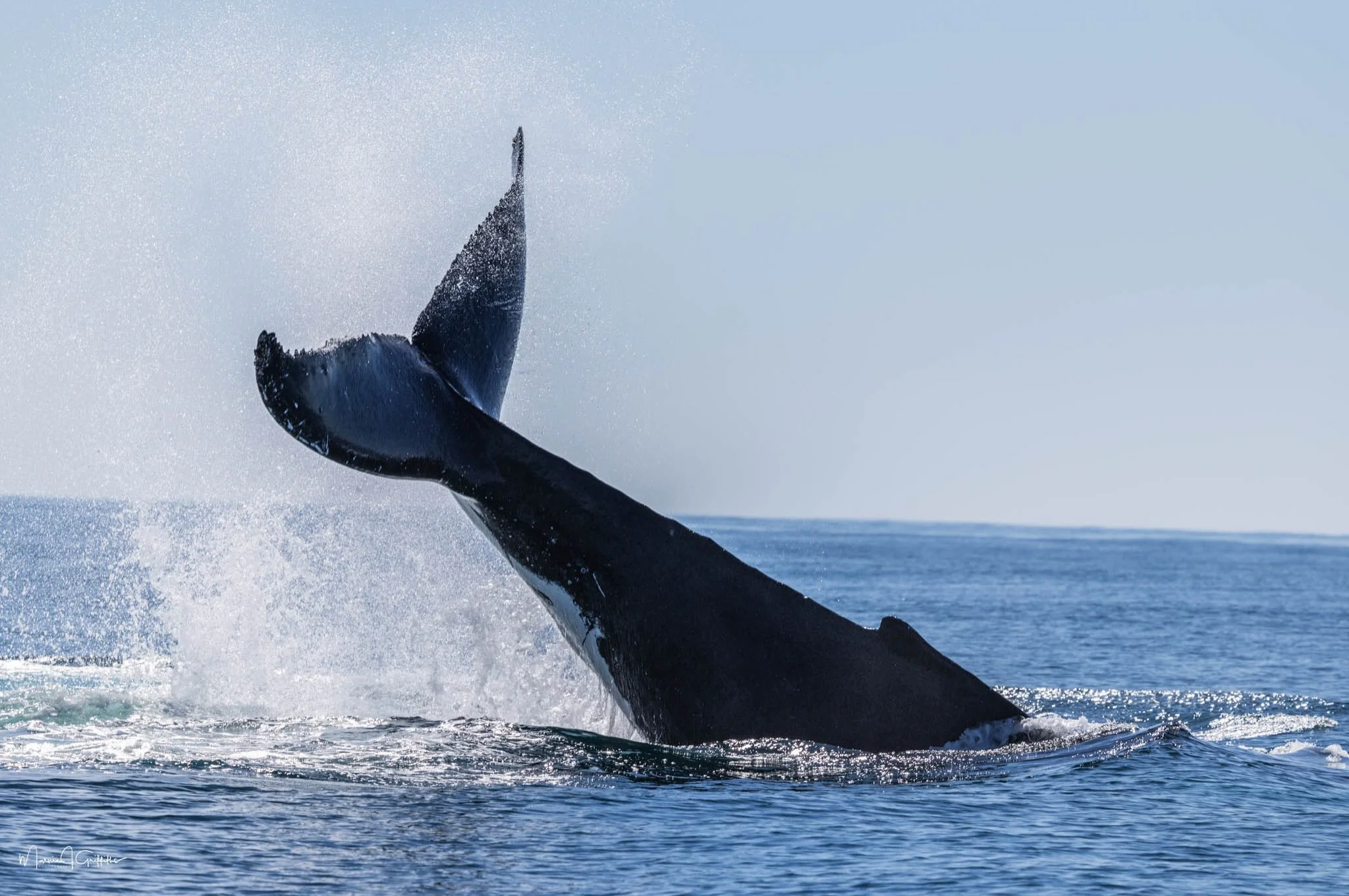 Today was another great day out on the water! 🐋✨
Our tours were filled with incredible sightings, featuring numerous mothers and their calves traveling together.
A big thank you to all the guests who shared this memorable experience with us!