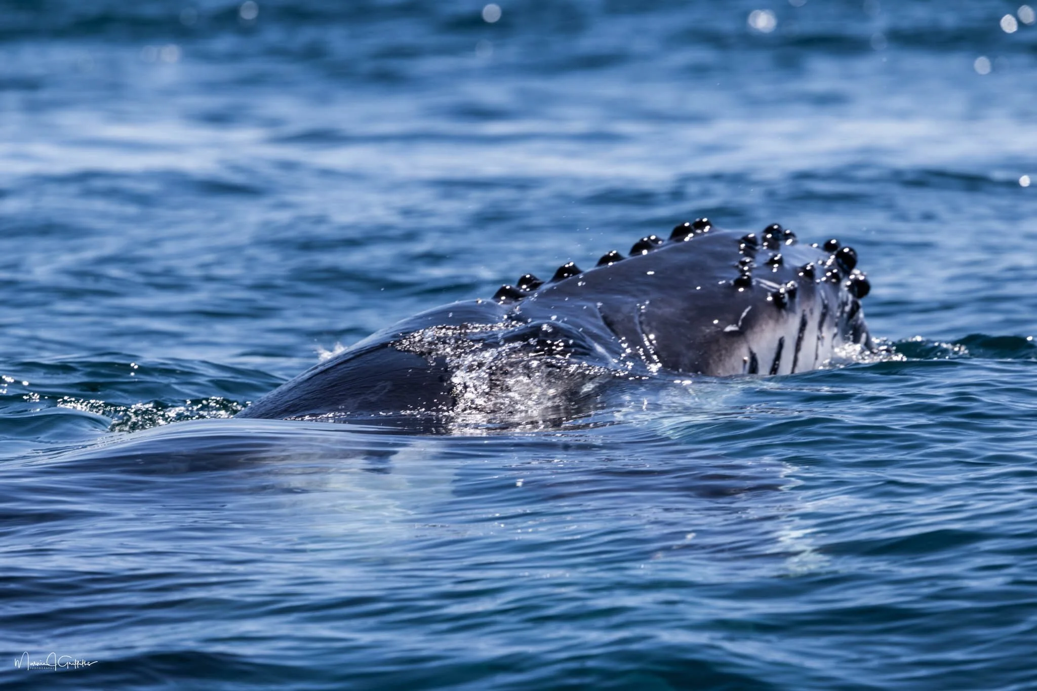 What a beautiful morning on the water! We had some incredible humpback sightings! ☀️🐋✨
Rough conditions are heading our way next week, but fingers crossed it will improve soon and we get to see the whales a few more times before the season ends. 🤞
