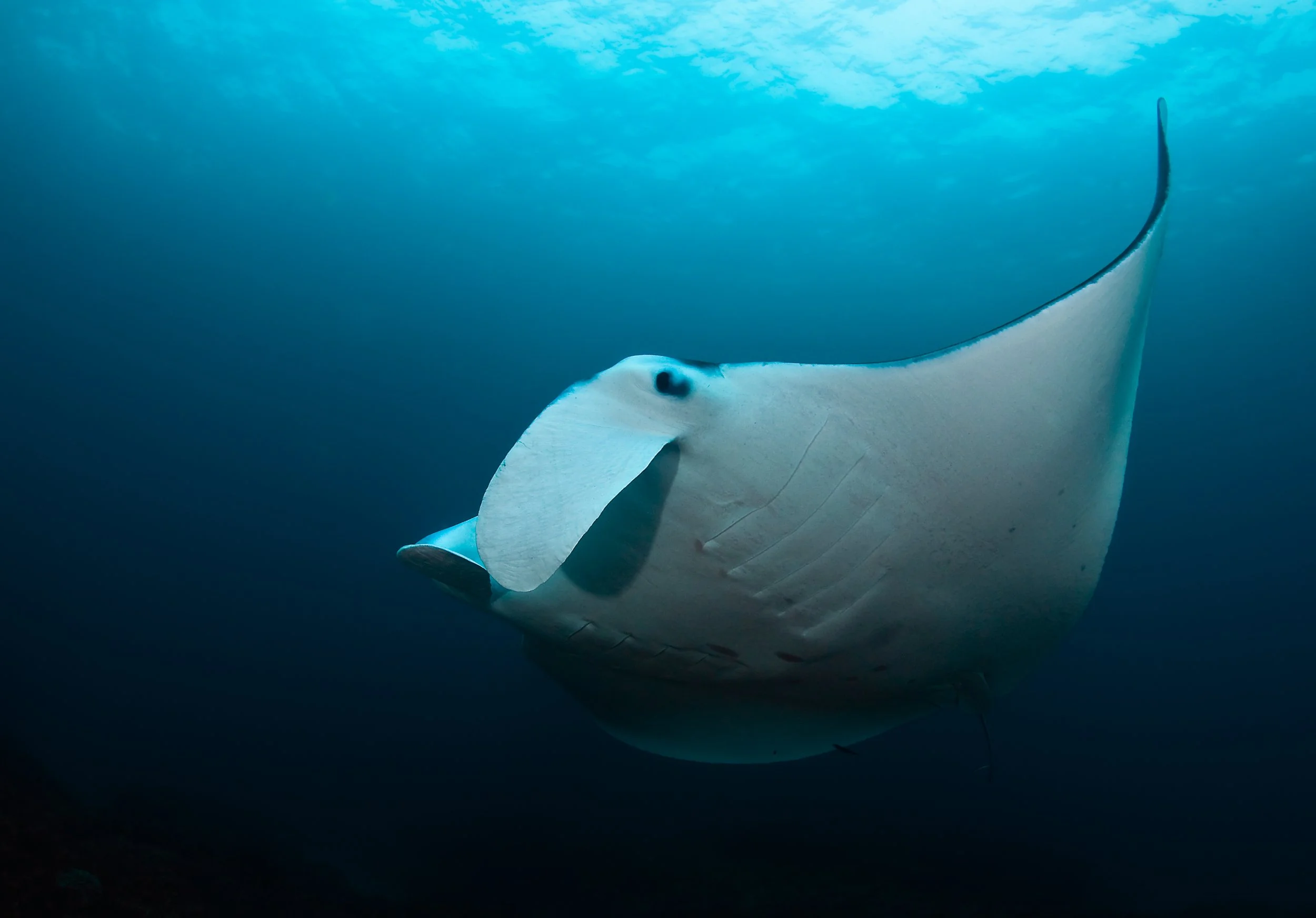 Underwater view of a manta ray swimming in the ocean.