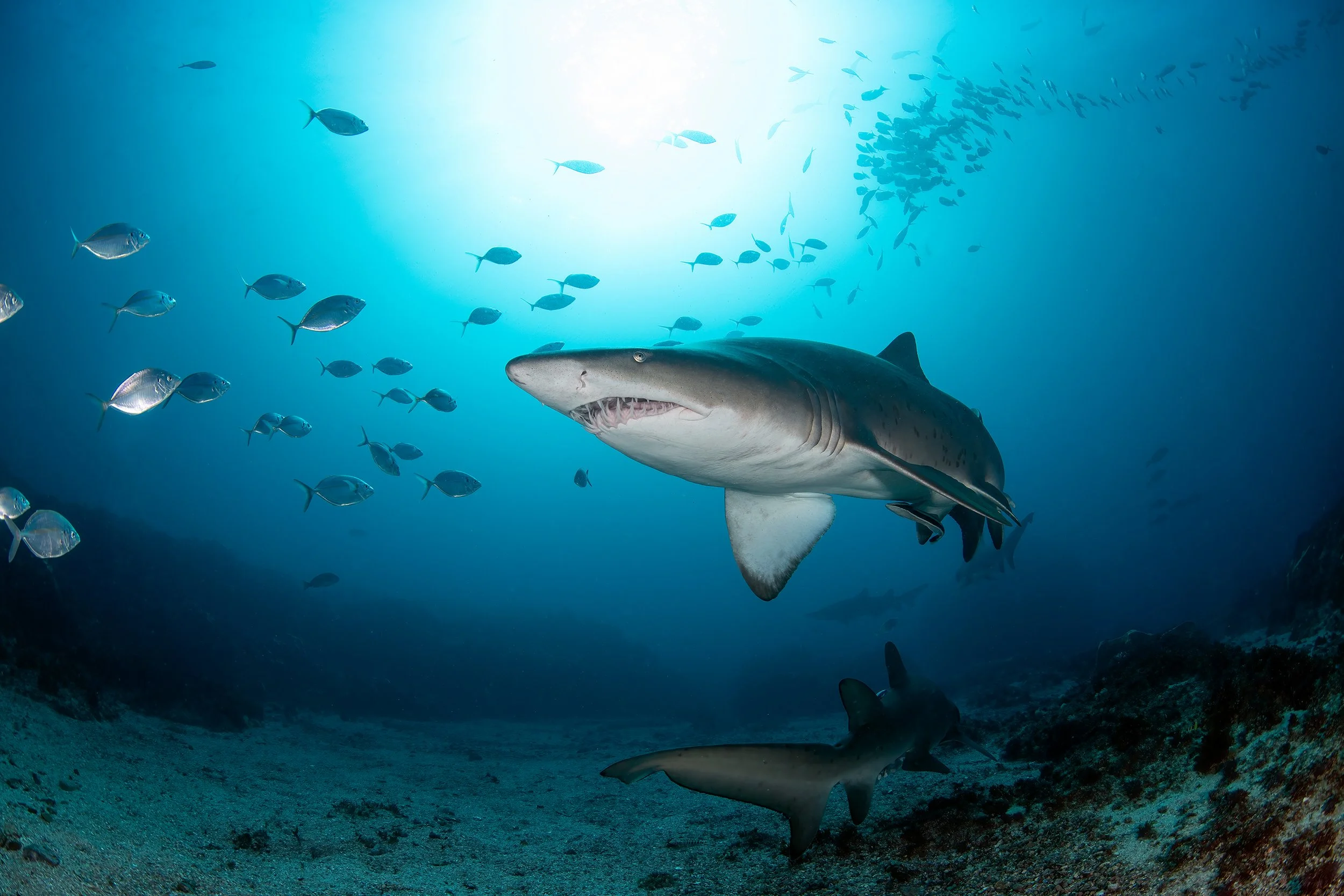 Blue Bay Divers — Byron Bay and Brunswick Heads Snorkelling, Freediving ...