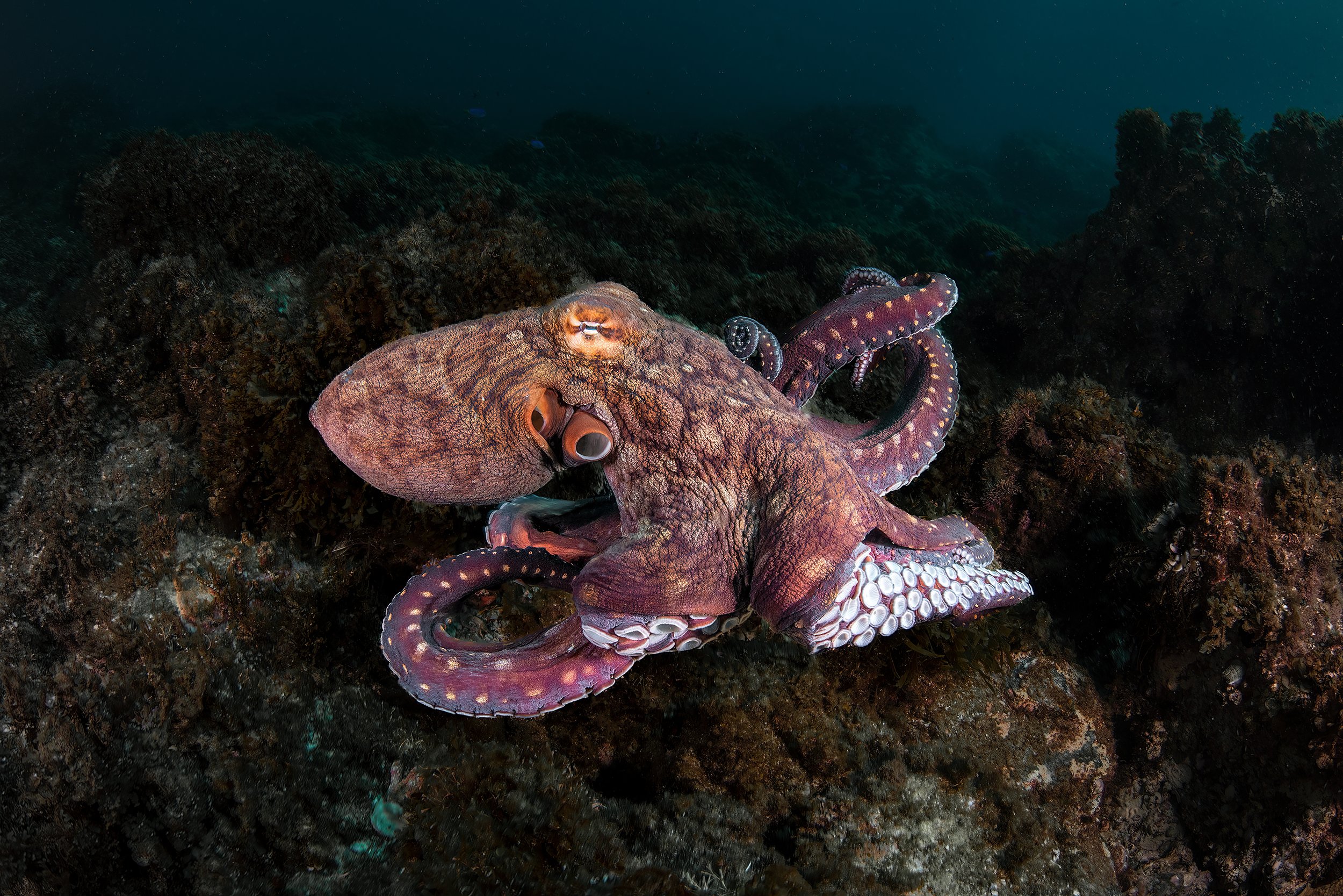 Octopus Point Bc Blue Bay Divers — Getting There
