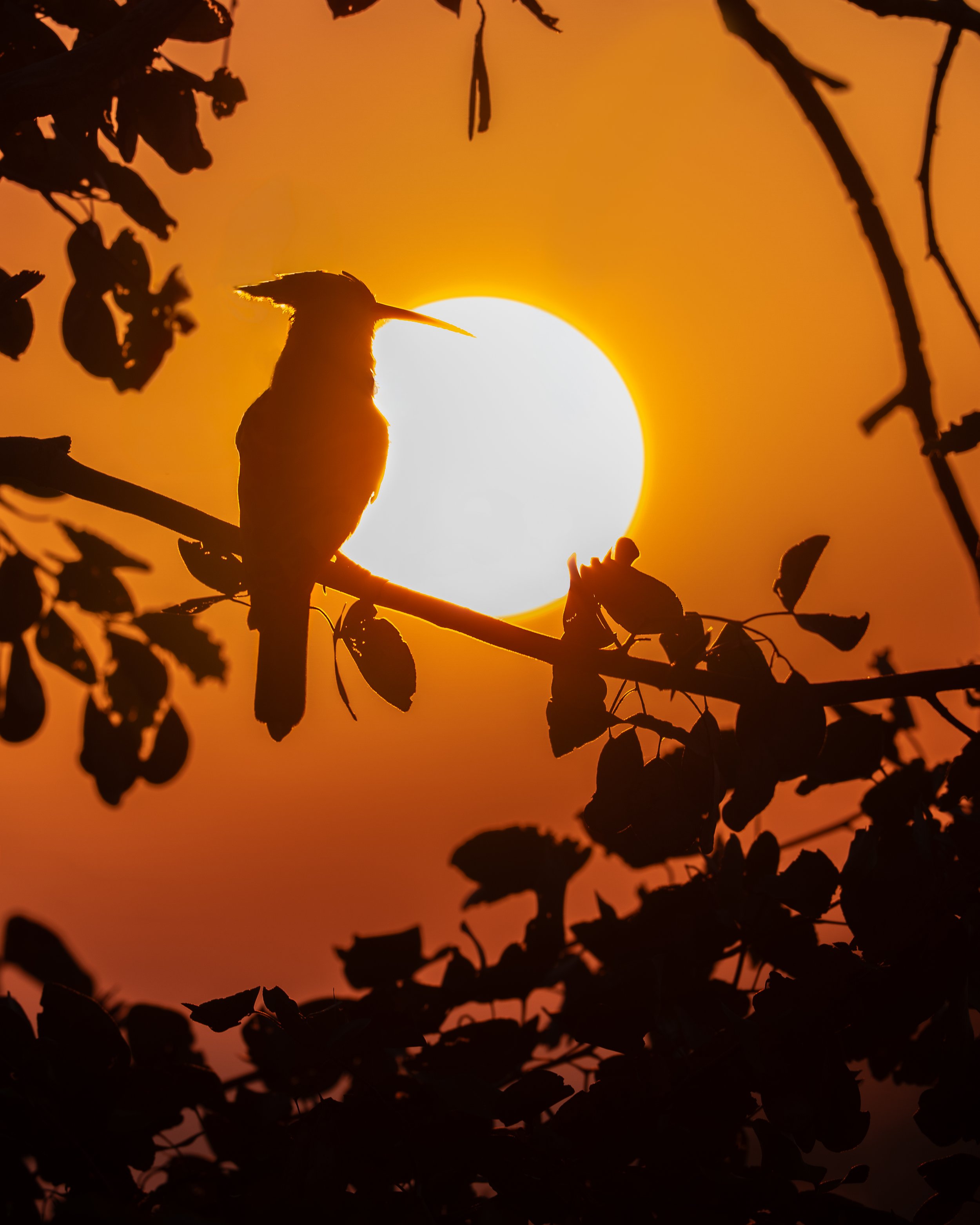 Silhouette of a bird perched on a branch against a bright setting sun with an orange sky and dark leaves in the foreground.