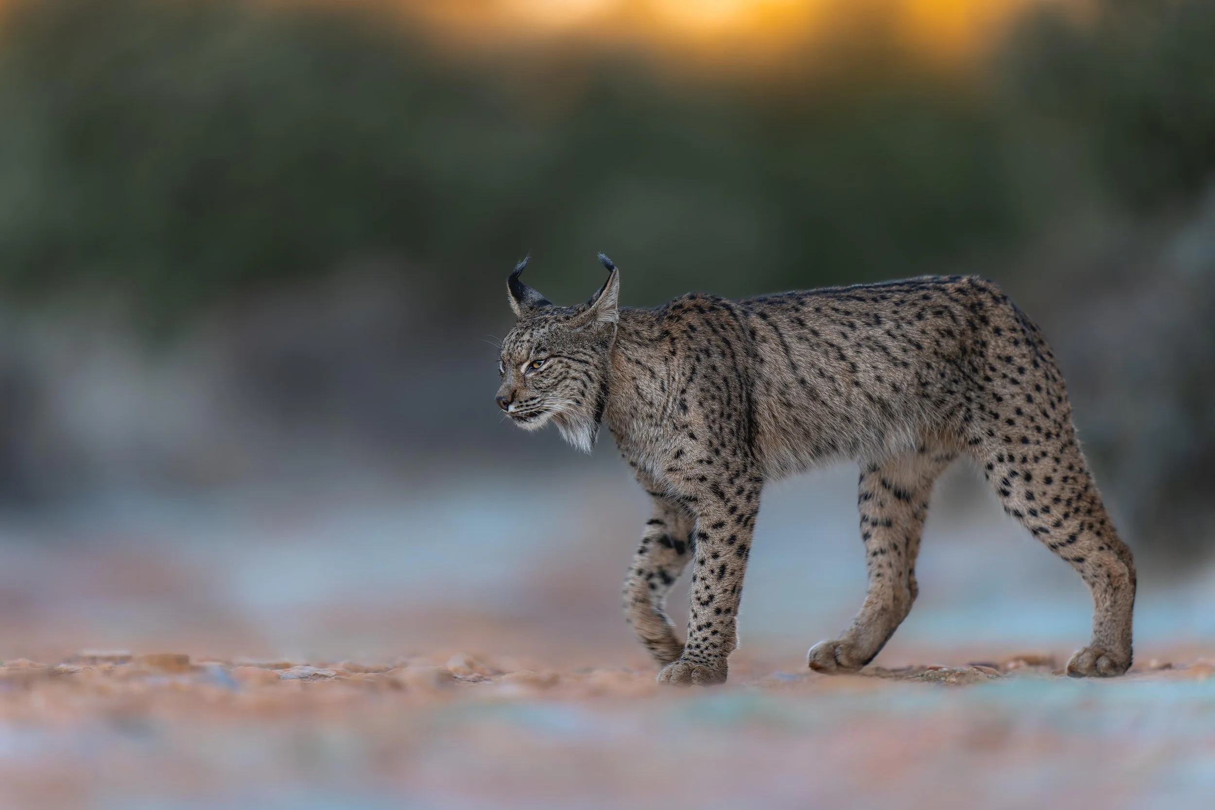 Martyn Harris - Iberian Lynx 2025