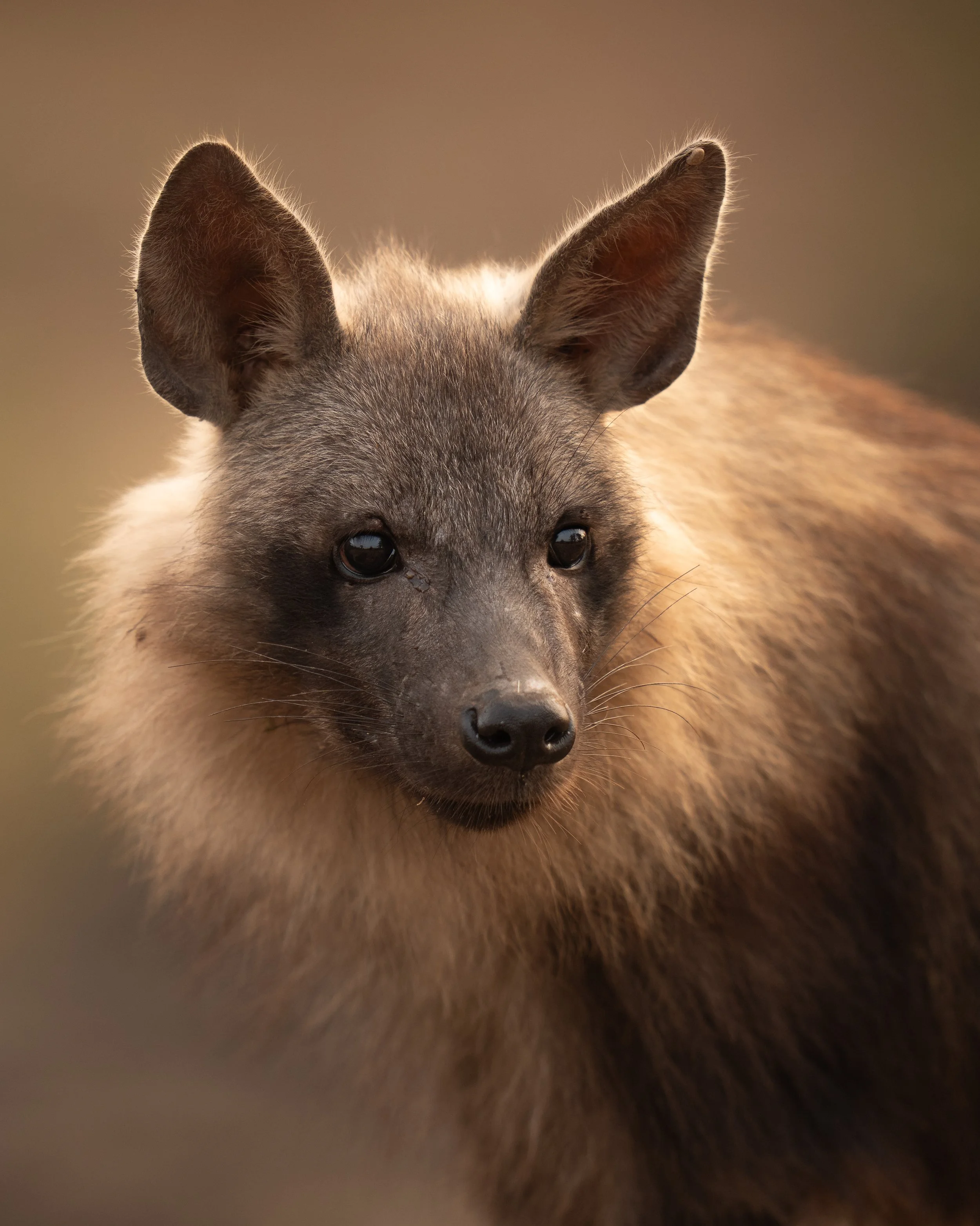 Close-up of a puppy's face with large ears and dark eyes, with blurred background.