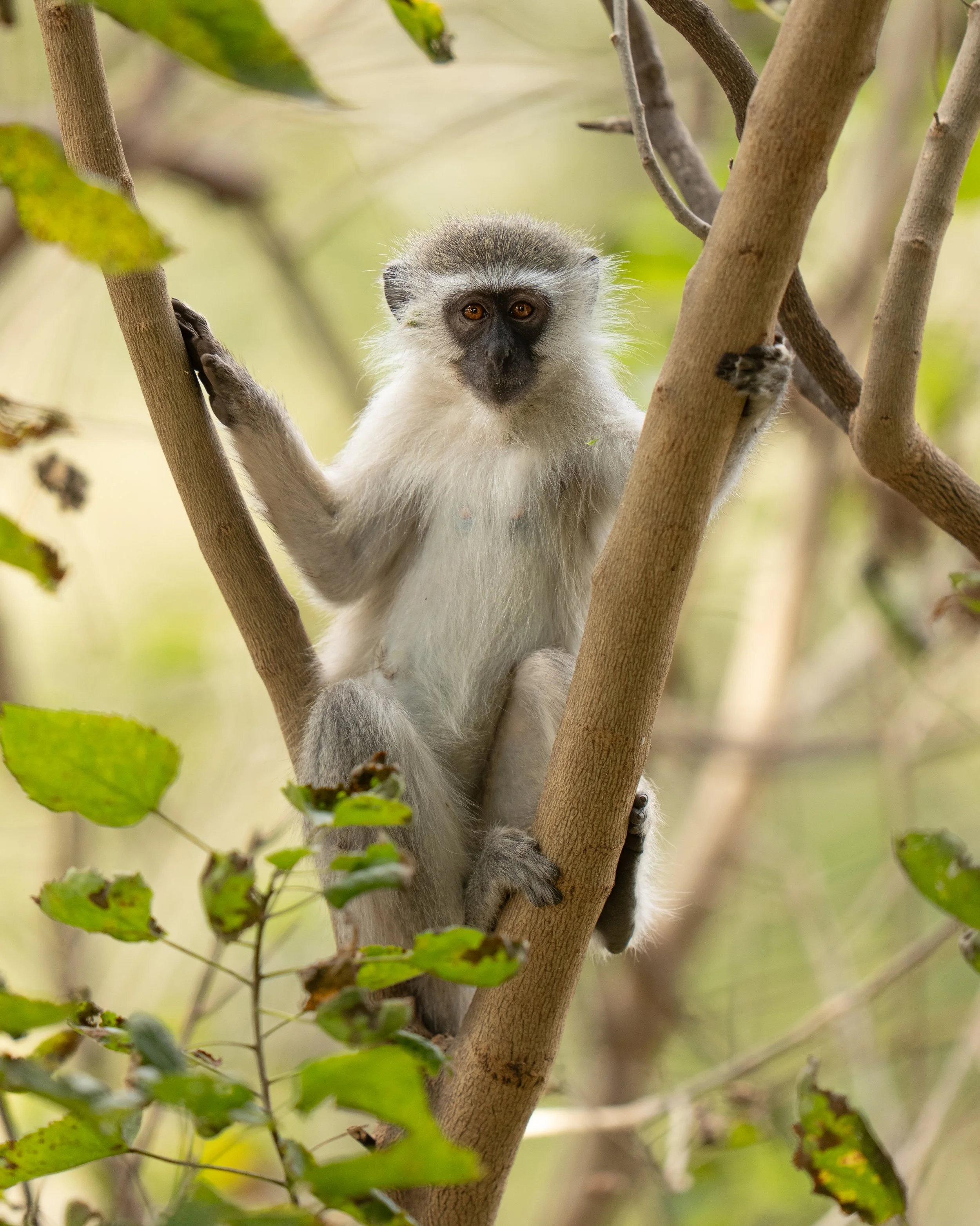 A small monkey with light fur and a dark face clings to the branches of a tree, surrounded by green foliage.