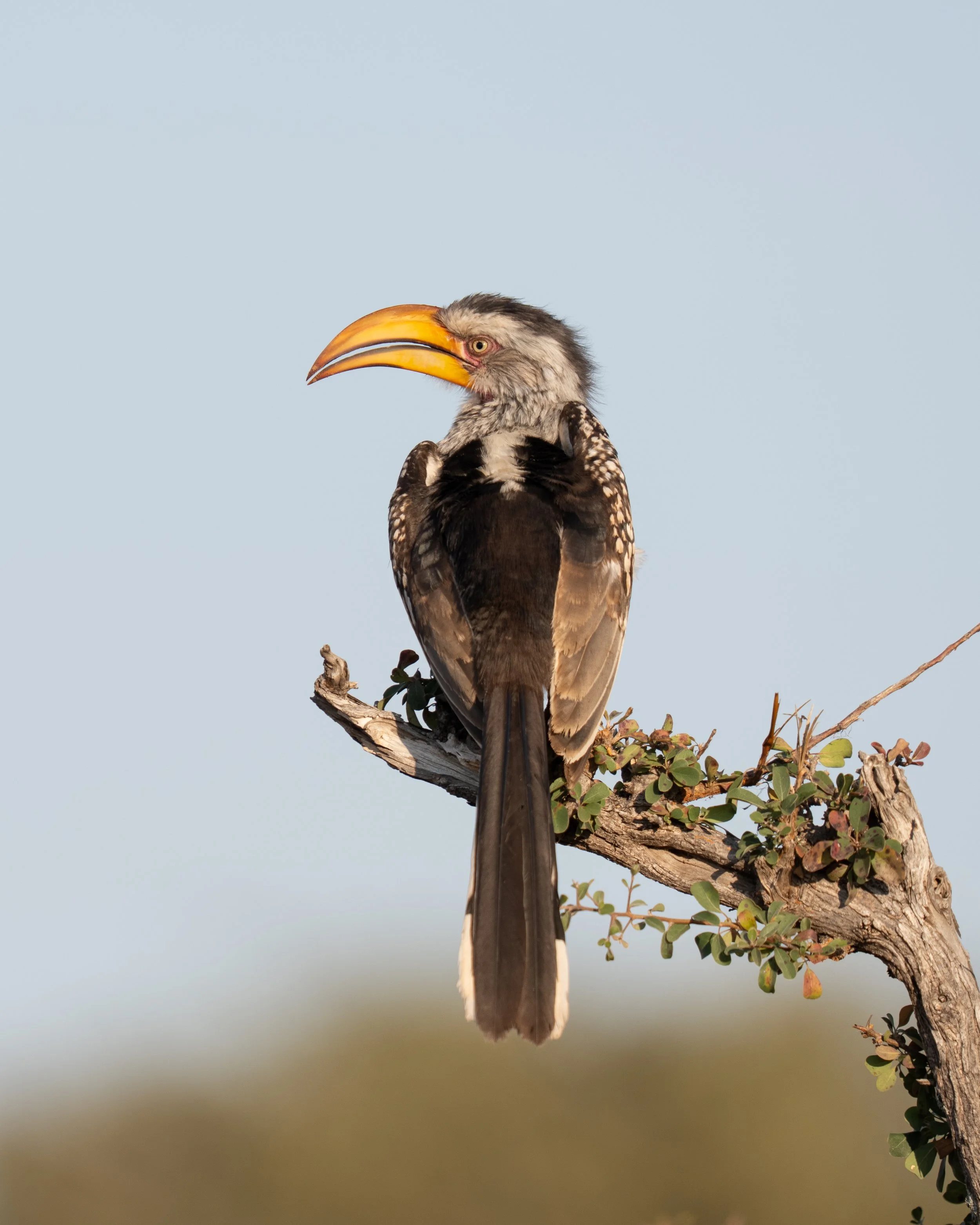 A bird, likely a hornbill, perched on a branch against a clear sky.