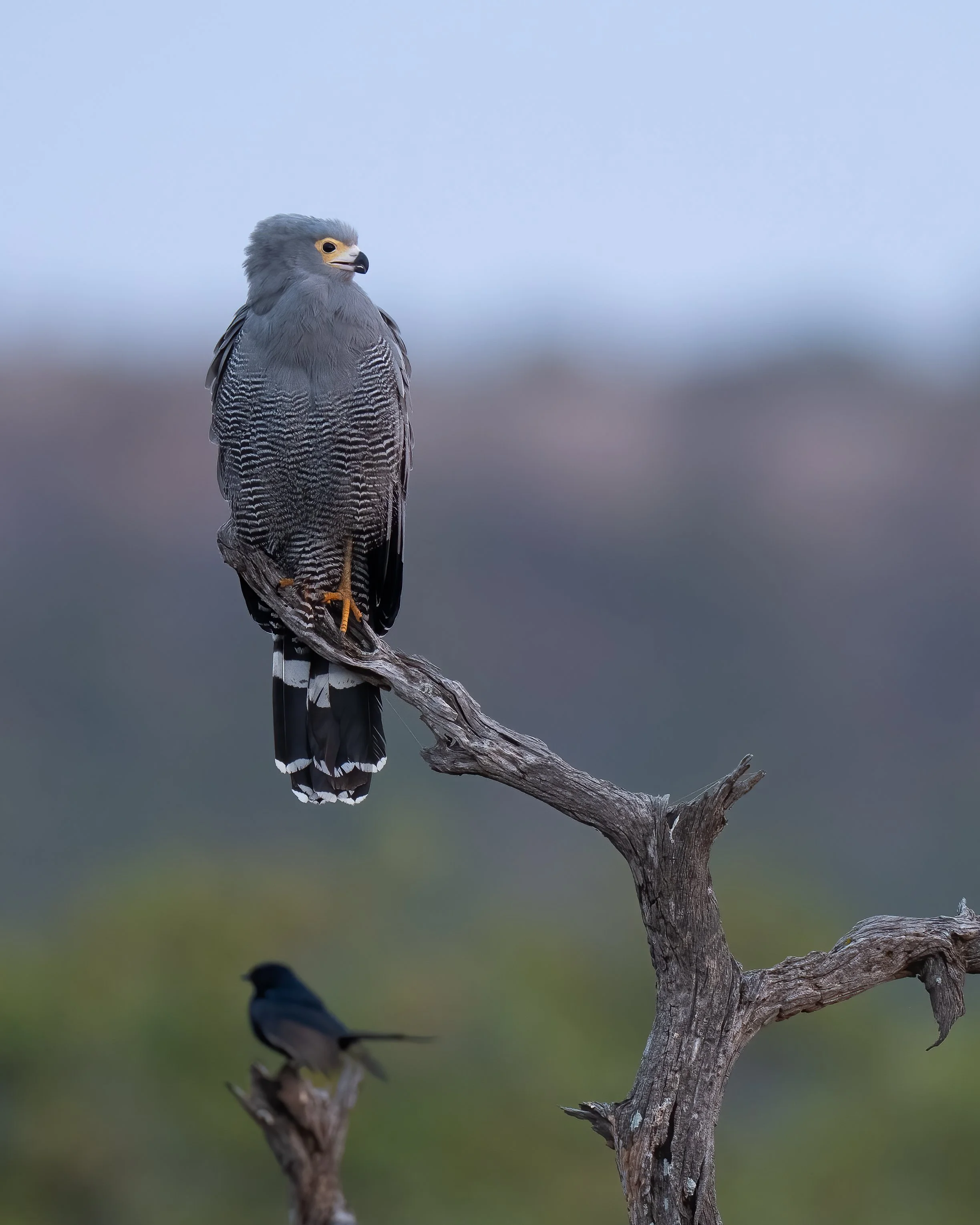 A bird perched on a branch, with a blurred background and another bird visible at the bottom.