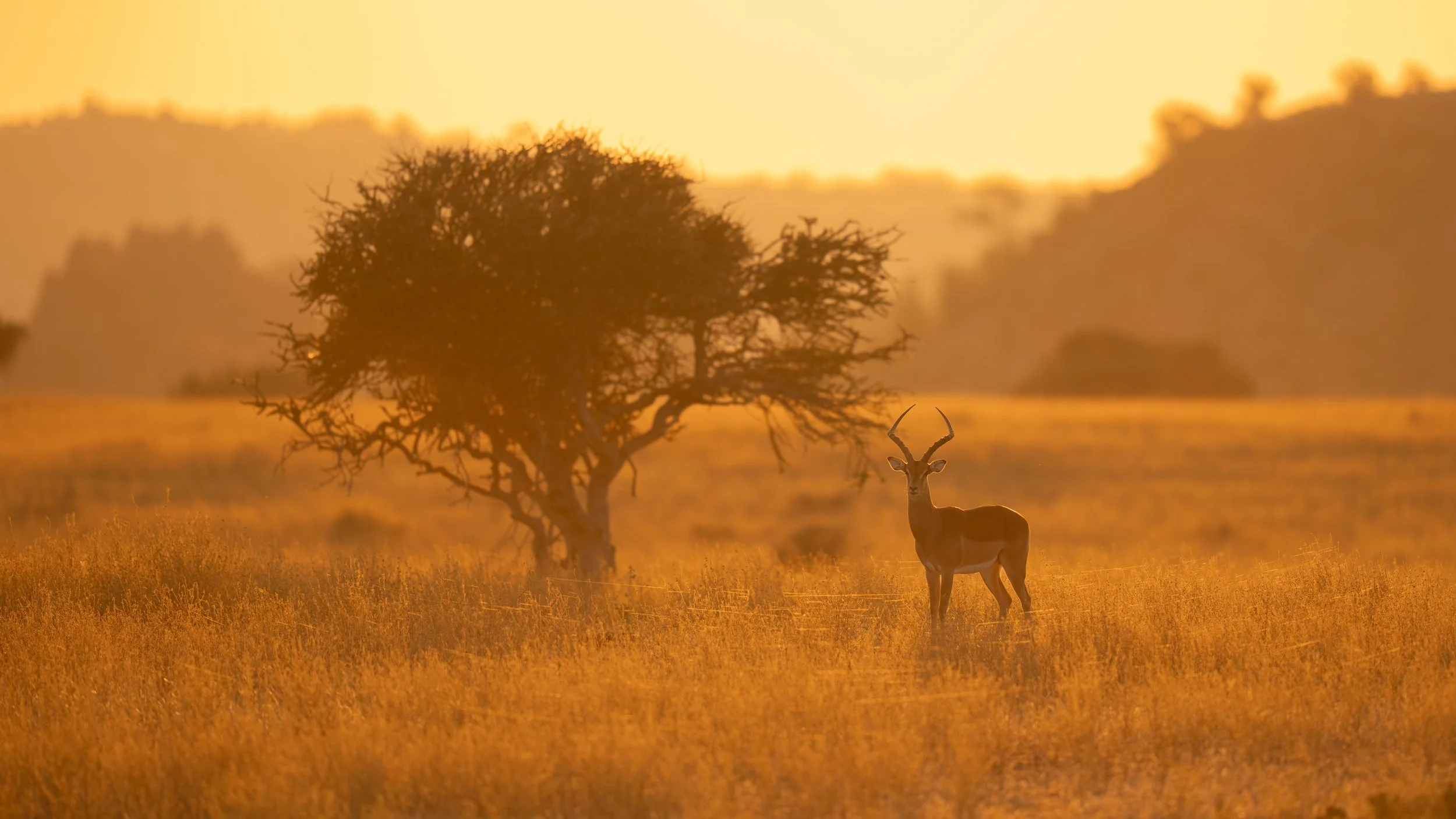 A solitary antelope standing in a grassy plain at sunset, with a large tree in the background and a hazy horizon.