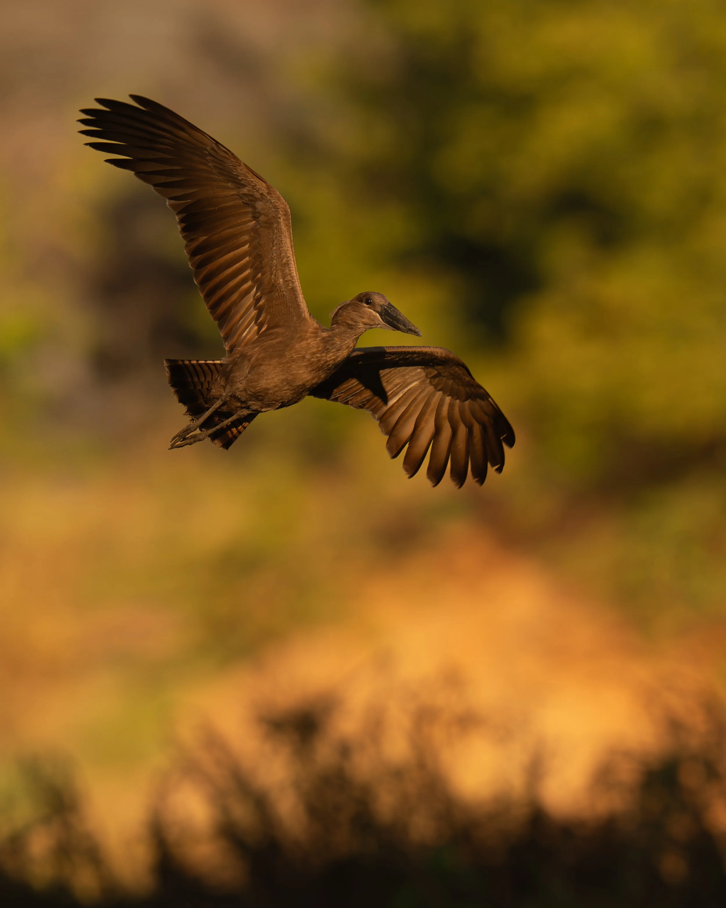 A bird flying with its wings spread wide against a blurred background of warm autumn colors.
