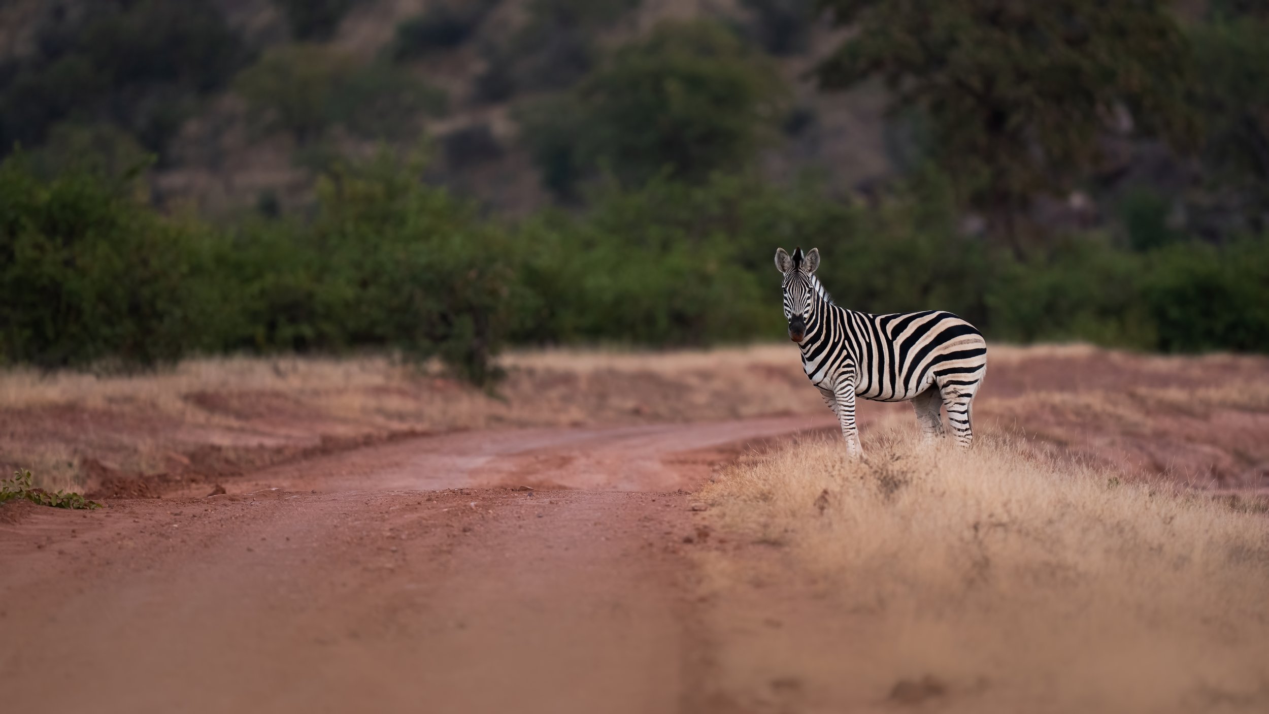 A zebra standing on a dirt road in a grassy landscape with trees and hills in the background.