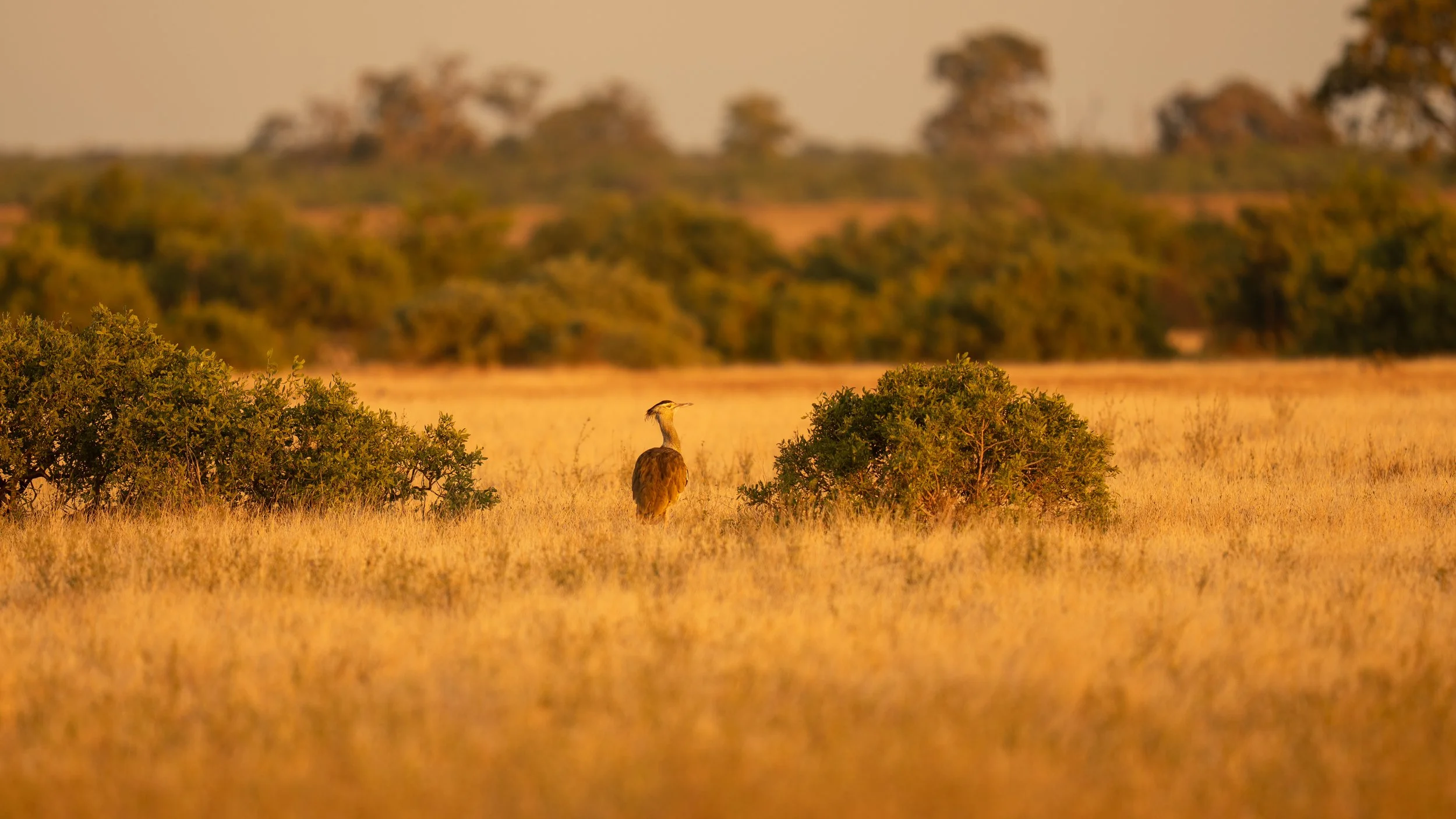 A bird standing in a grassy field with shrubs and trees in the background during sunset.