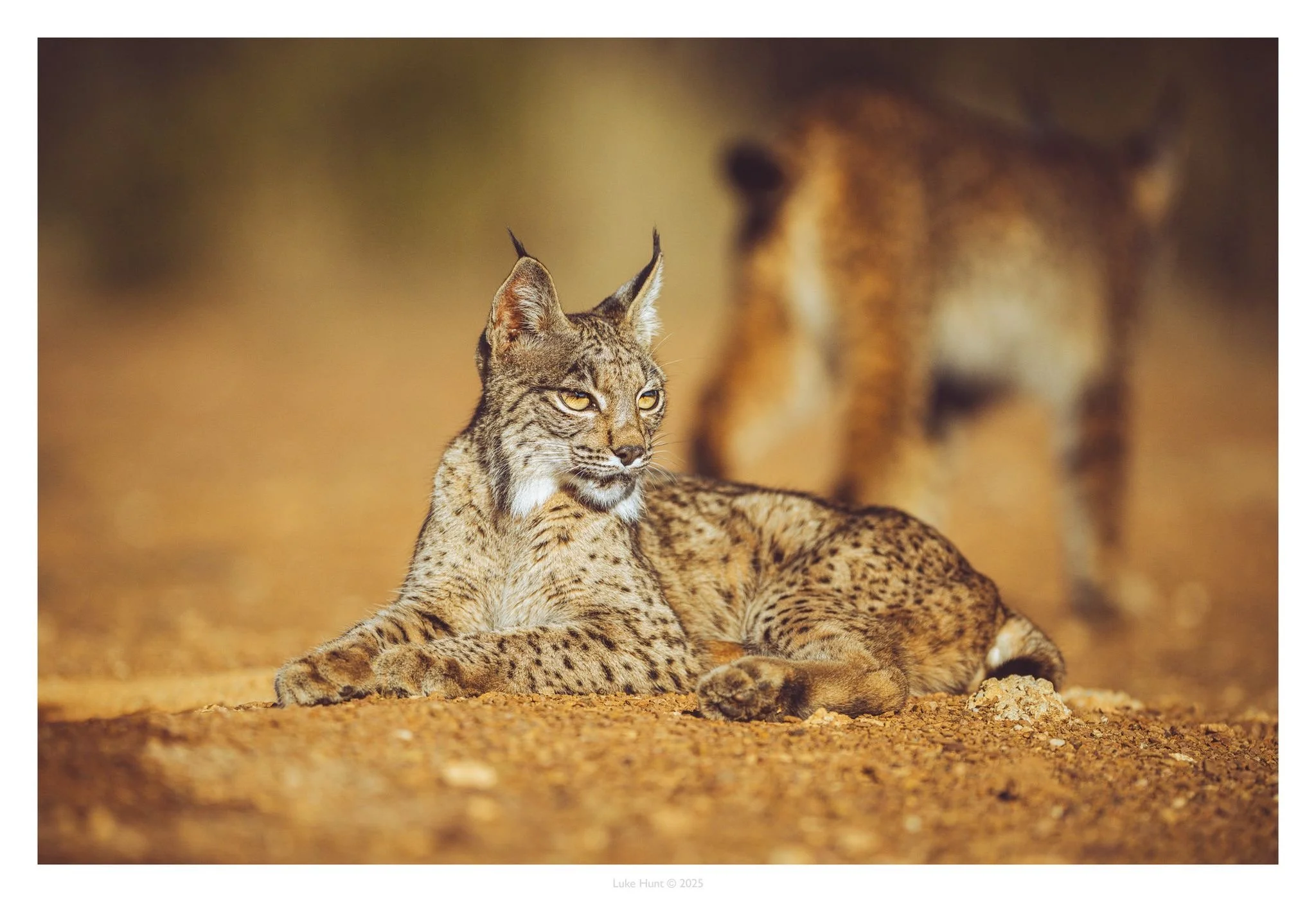 Lucus Hunt - Iberian Lynx 2025
