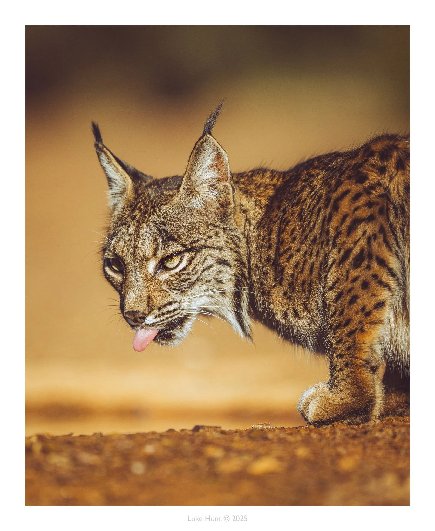 Lucus Hunt - Iberian Lynx 2025