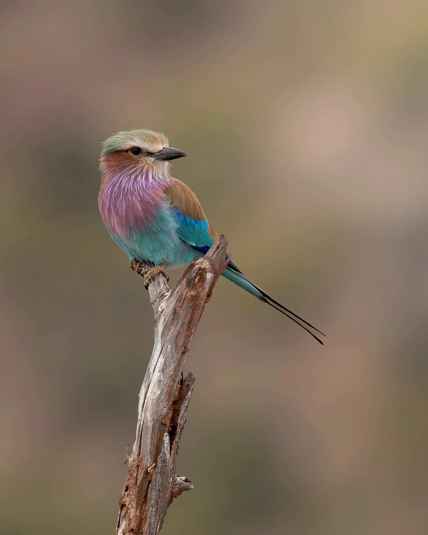 A colorful bird perched on a weathered, broken branch with a blurred neutral background.