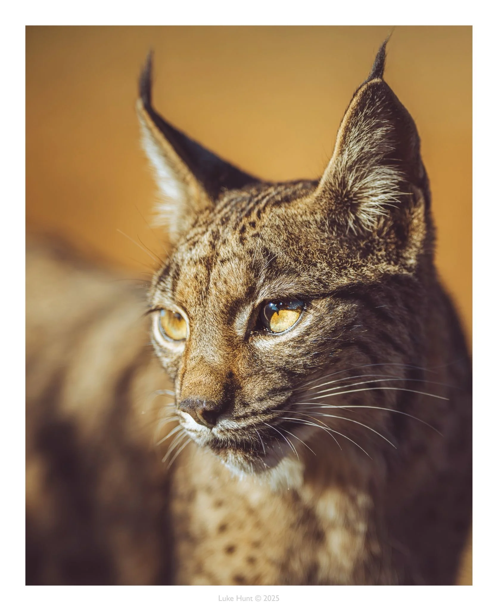 Lucus Hunt - Iberian Lynx 2025